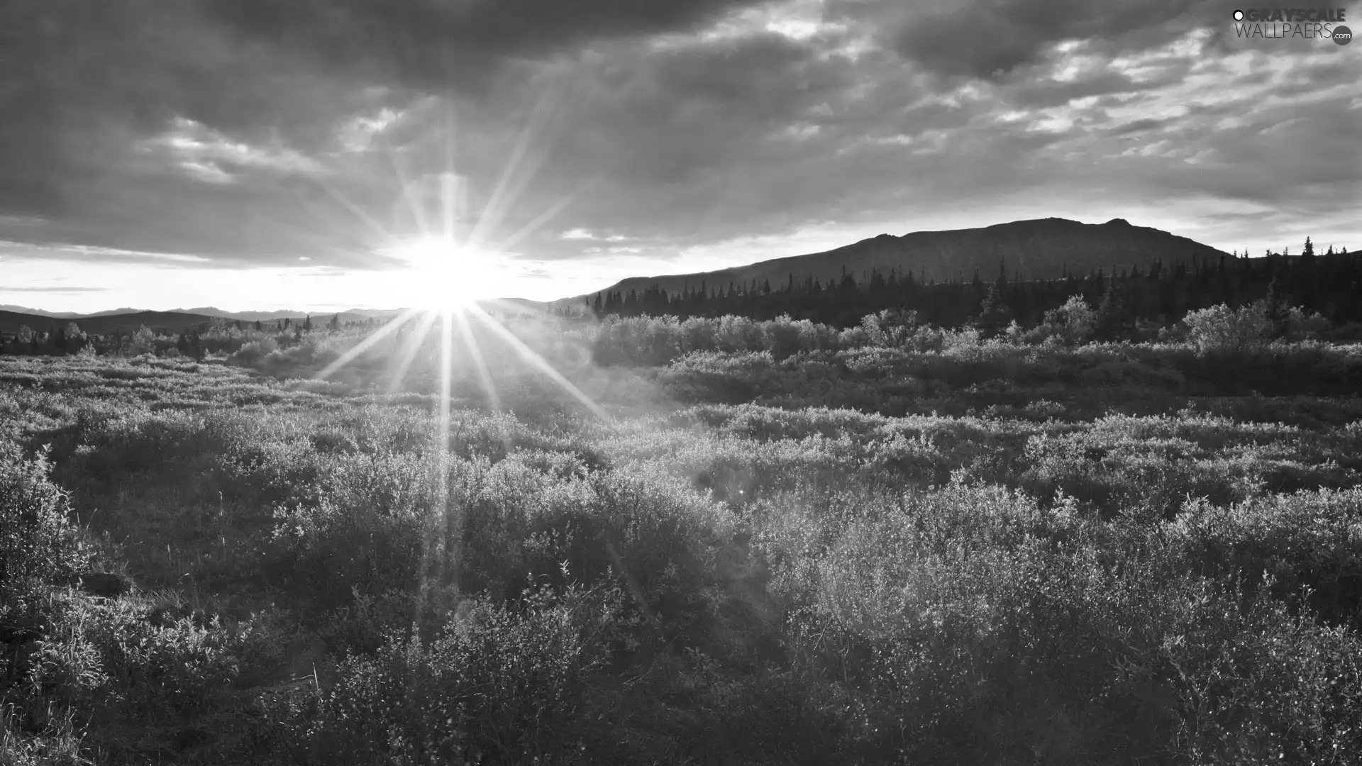 Meadow, rays, sun