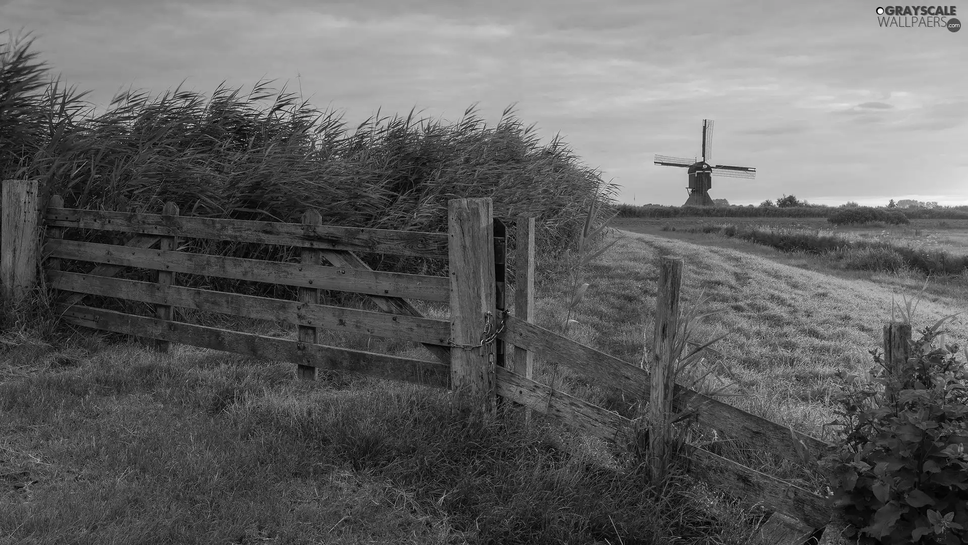 Plants, fence, Windmill, Meadow, Great Sunsets