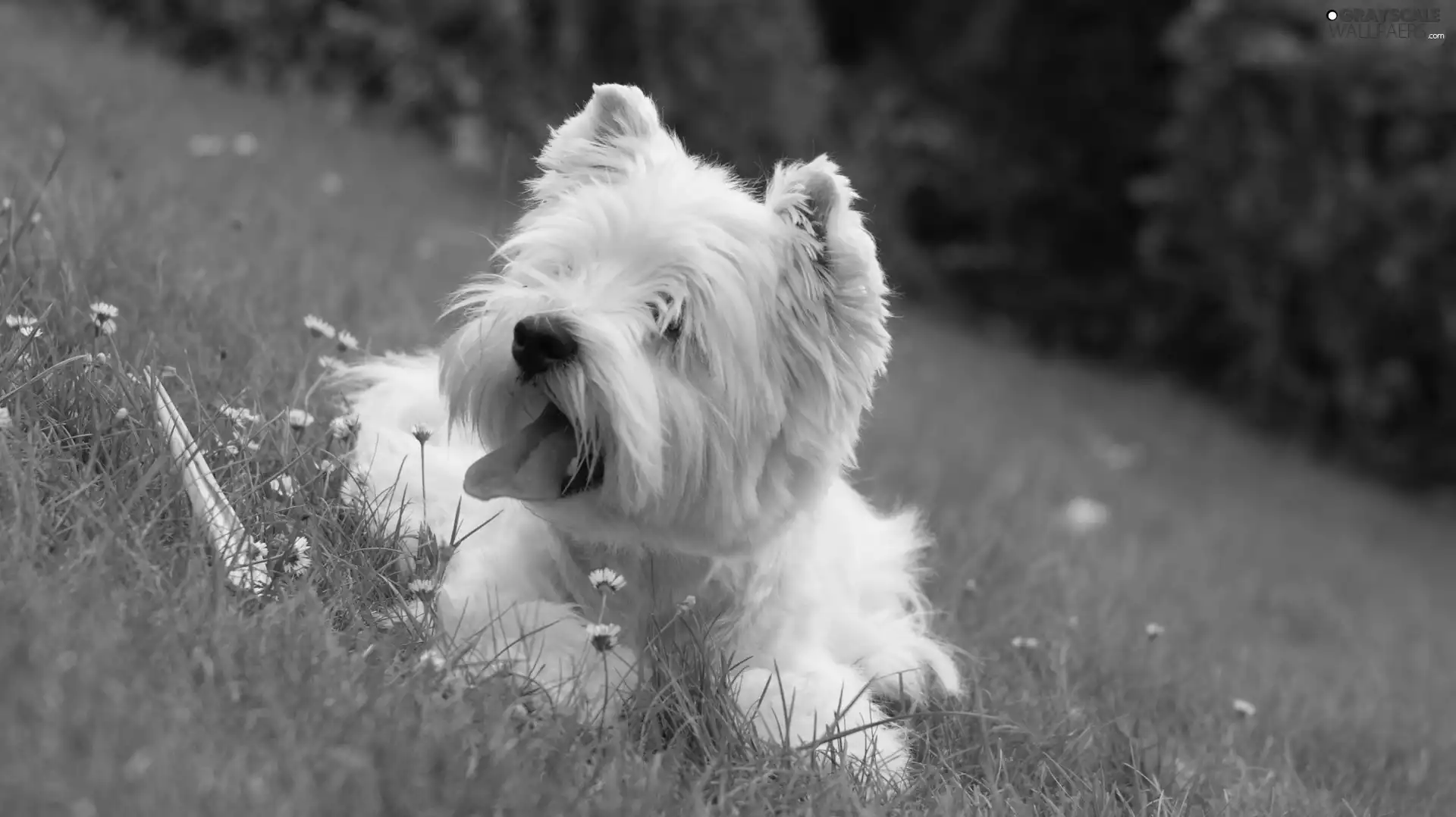 Meadow, White, terrier