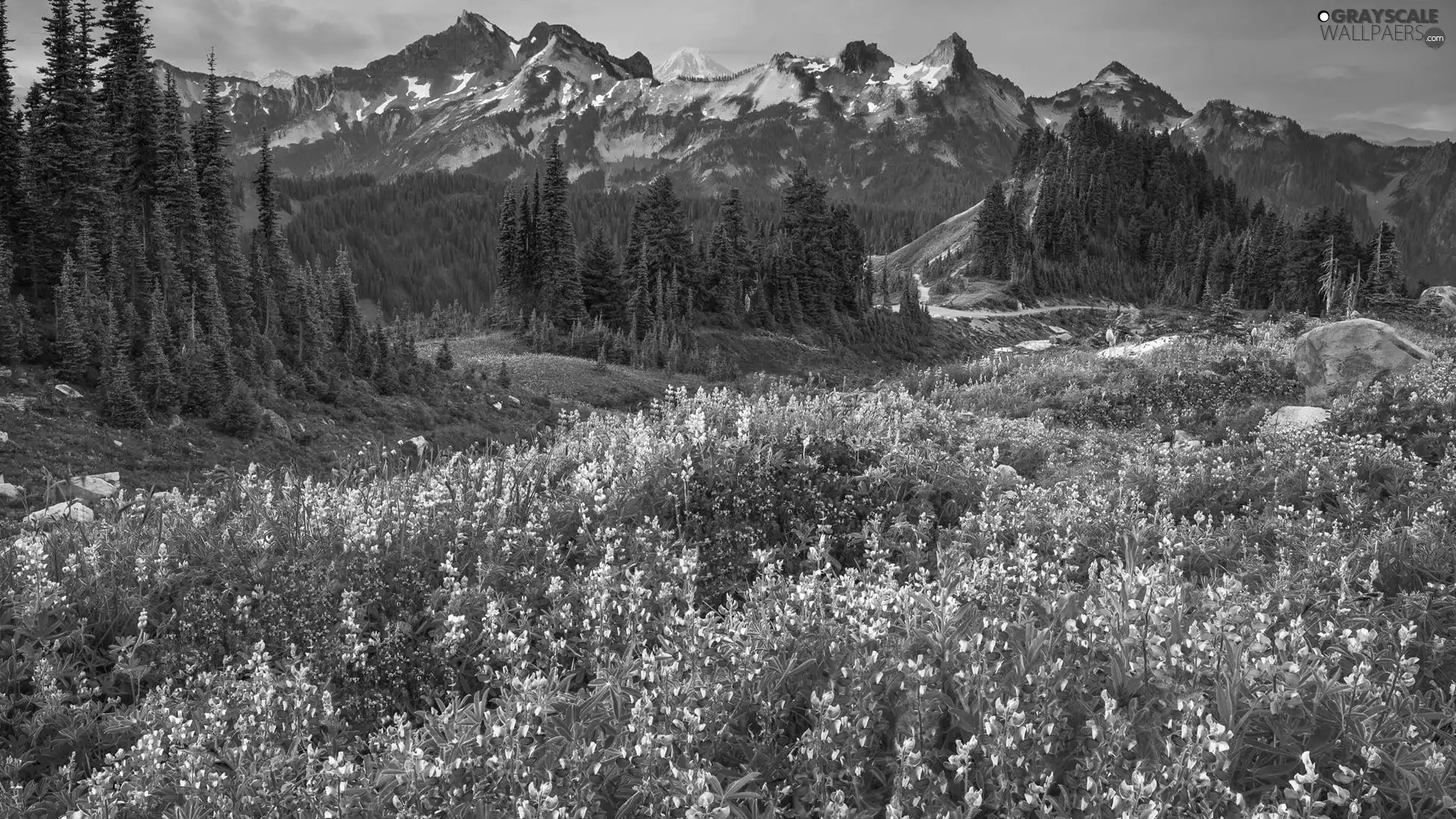 Cascade Mountains, Mount Rainier National Park, viewes, Meadow, trees, Washington State, The United States, lupine