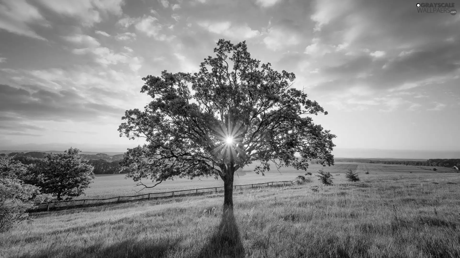 fence, clouds, trees, rays of the Sun, Meadow