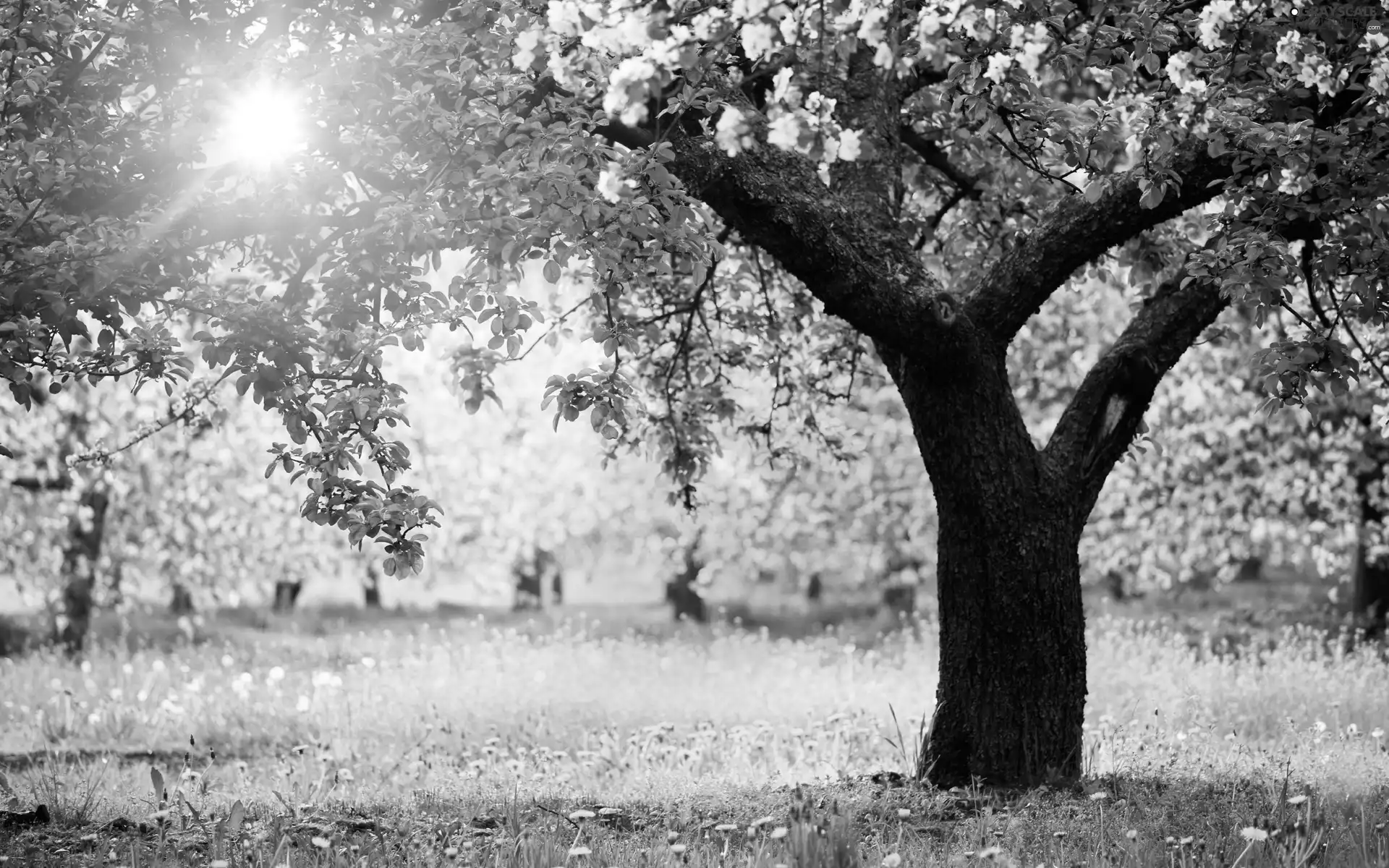 flourishing, Spring, viewes, light breaking through sky, trees, Meadow