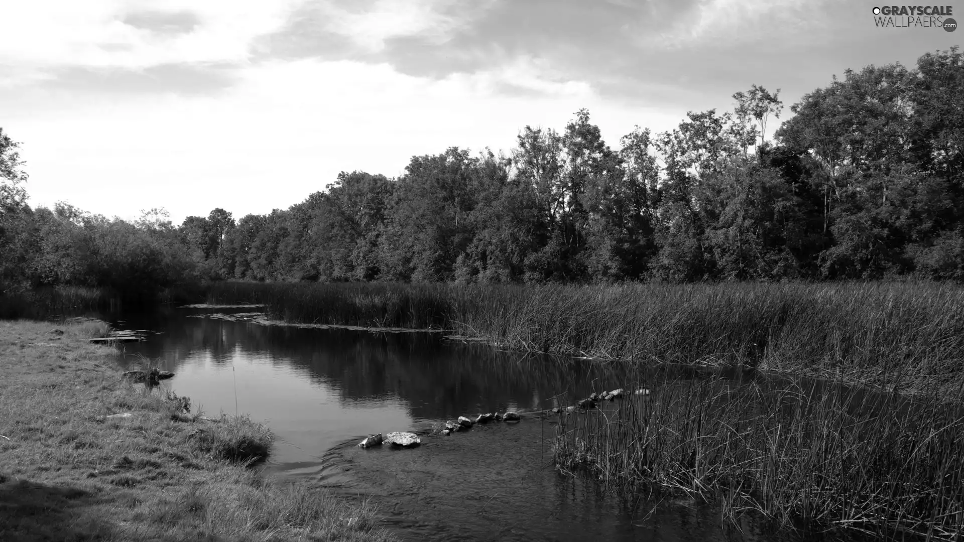 trees, River, Meadow, viewes