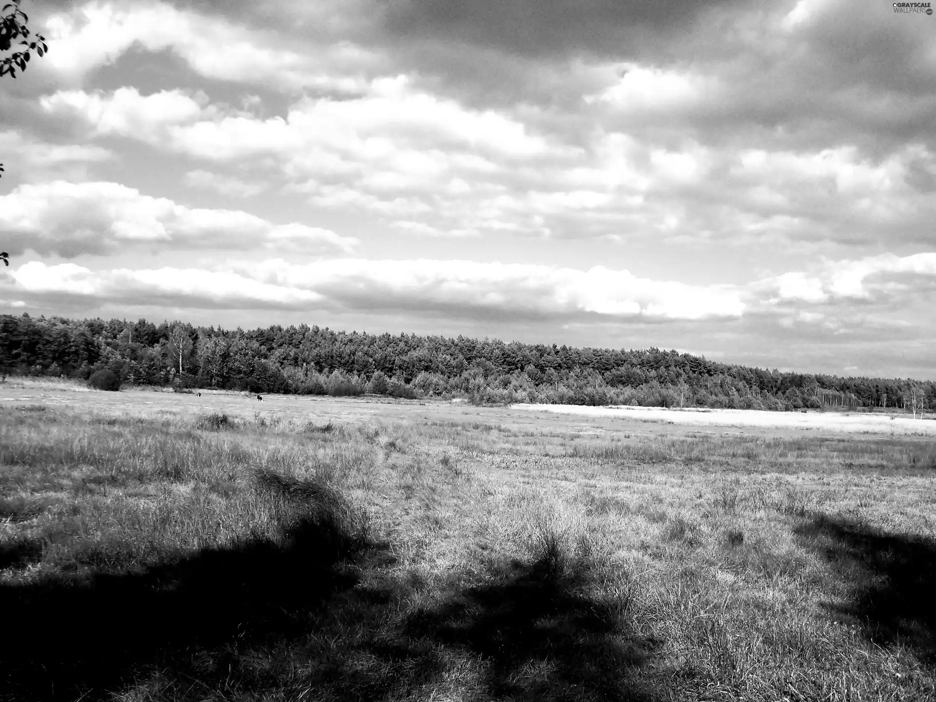 Meadow, shadows, trees