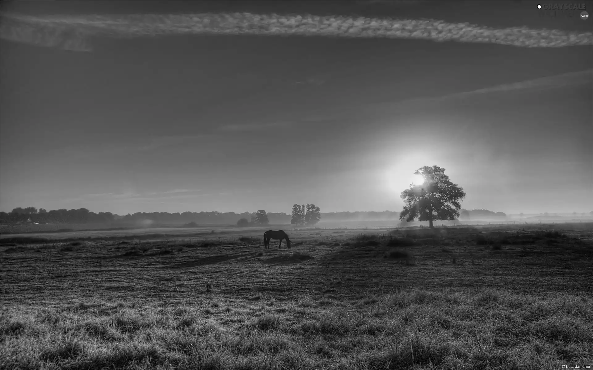 Meadow, trees, sun, Horse, west