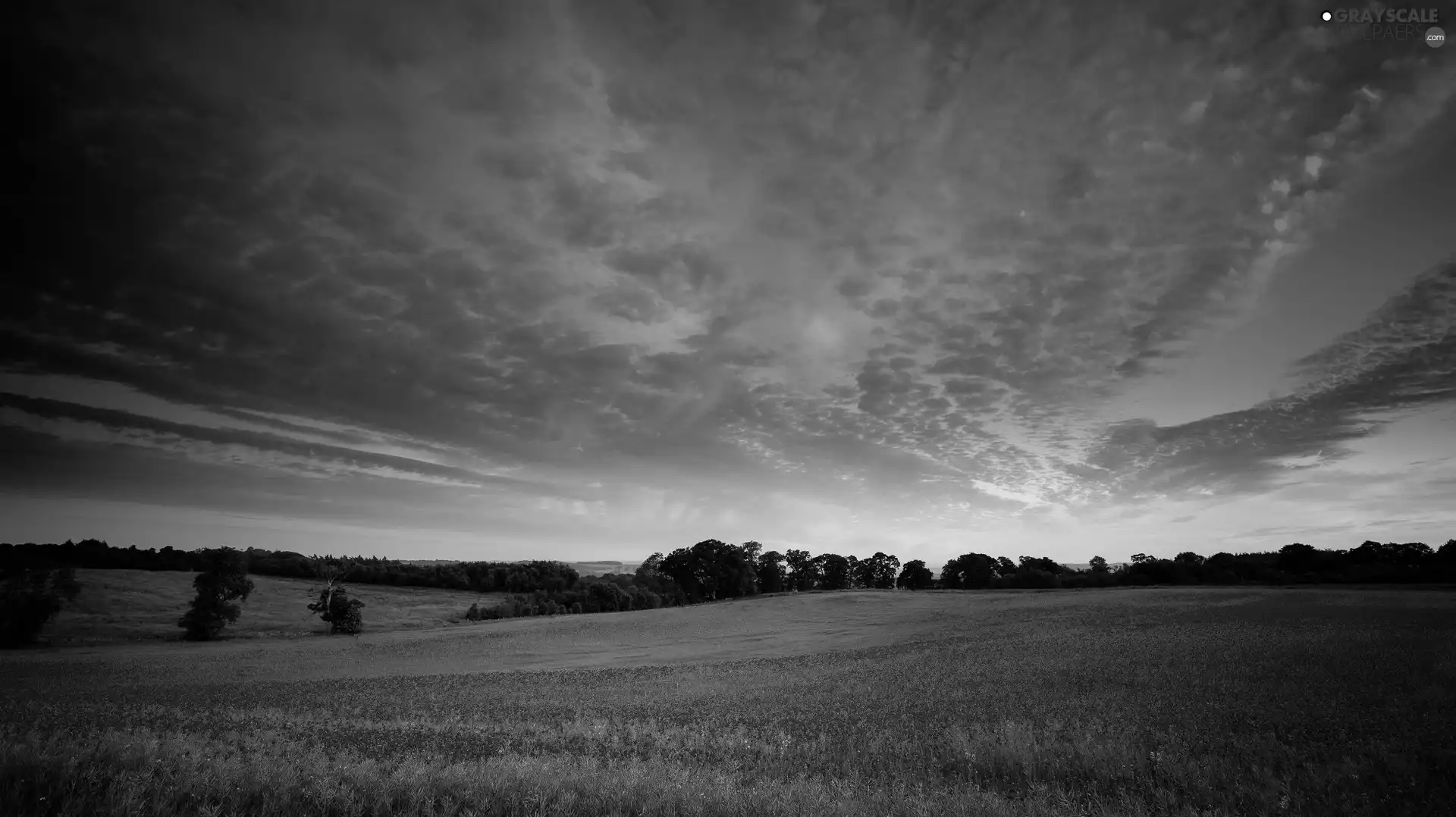 papavers, clouds, viewes, Flowers, Great Sunsets, trees, Meadow