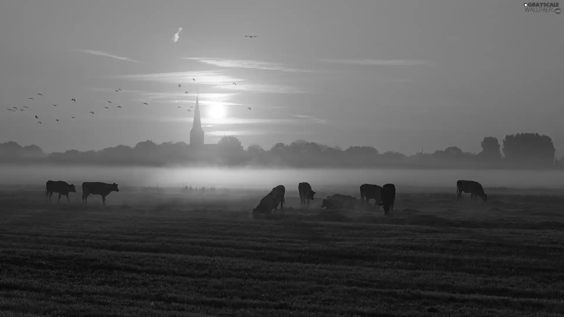 Meadow, Field, grass, Cows, birds, Great Sunsets, trees, viewes, Fog