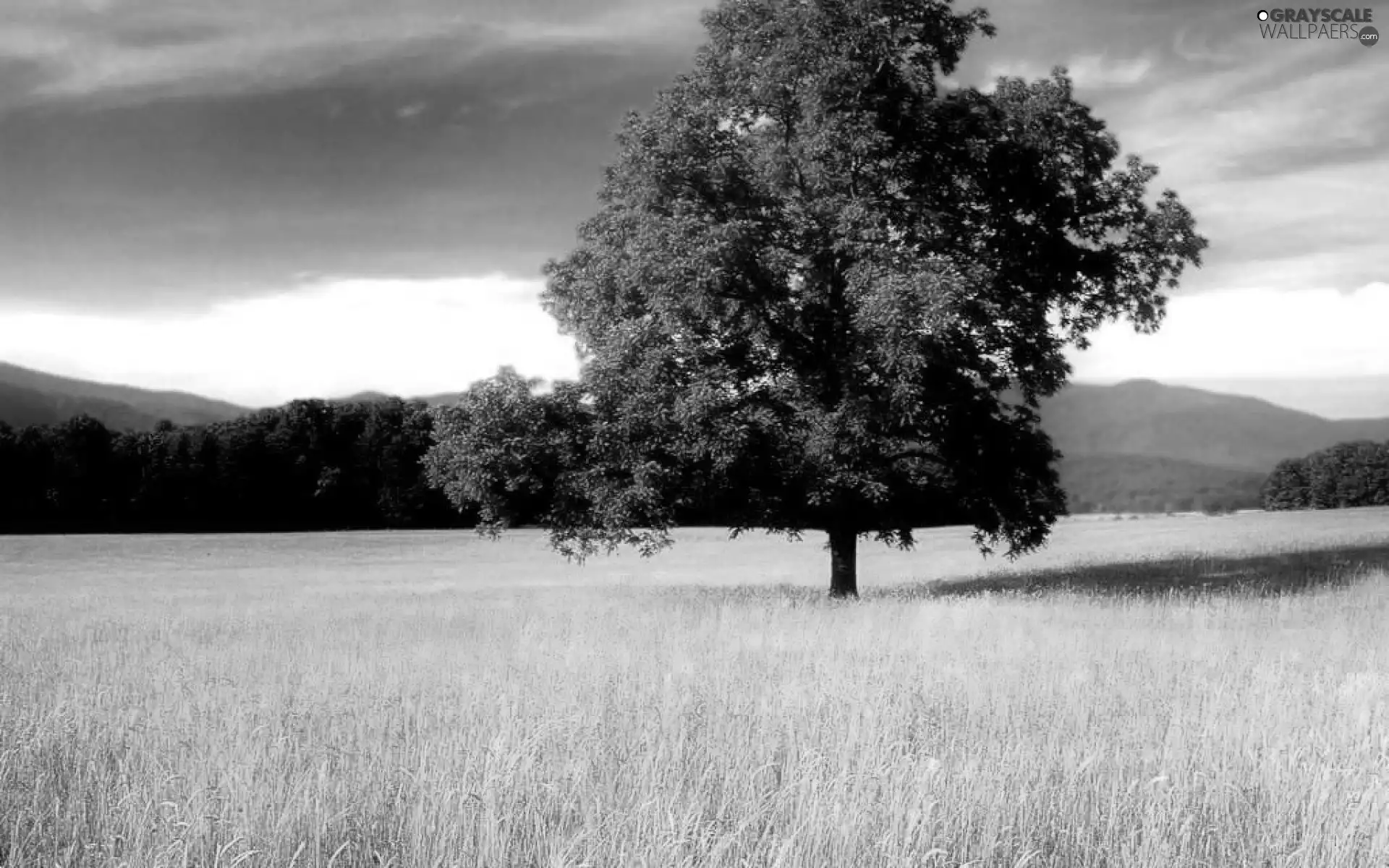 Meadow, trees, viewes