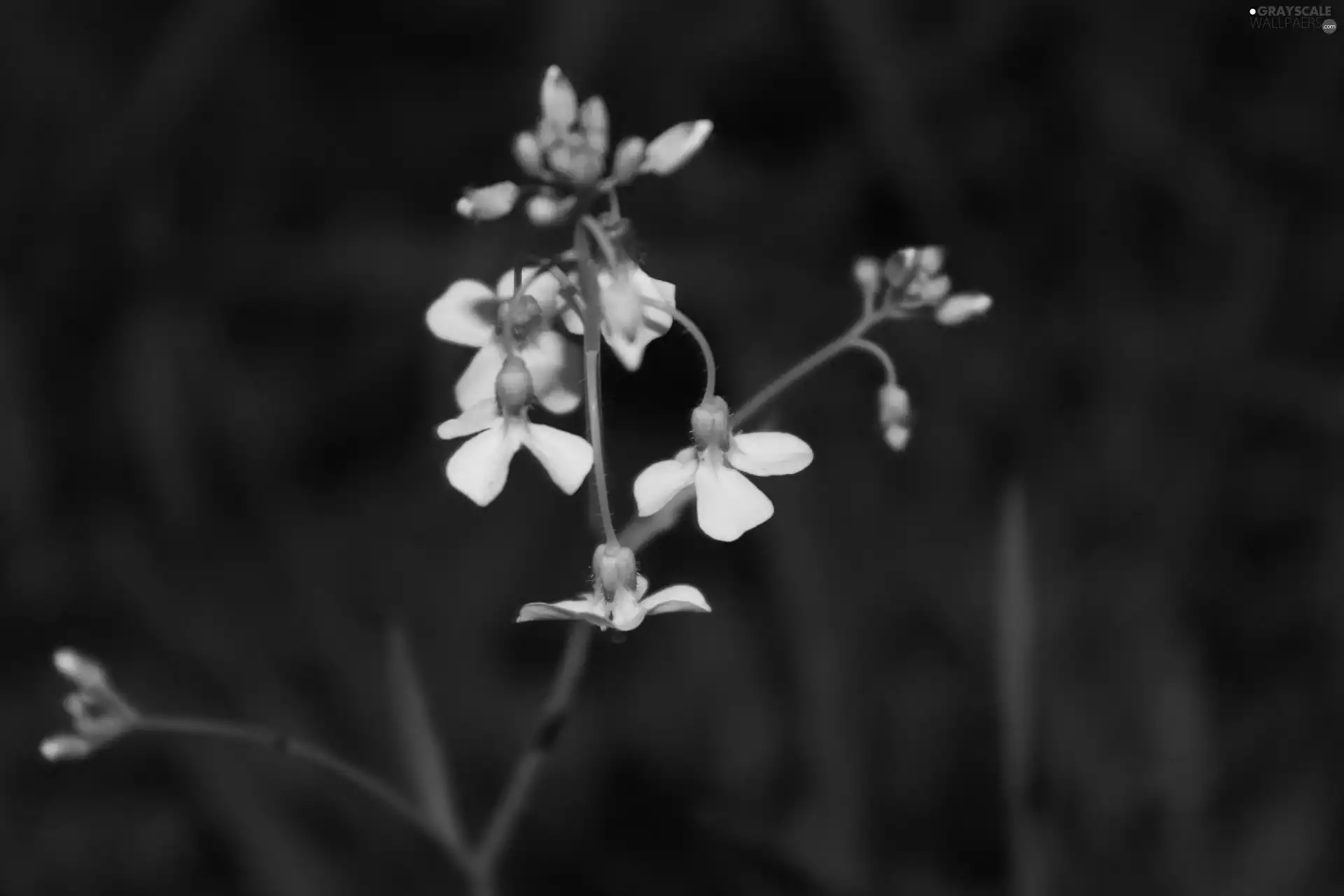 Flowers, Watercress Meadow