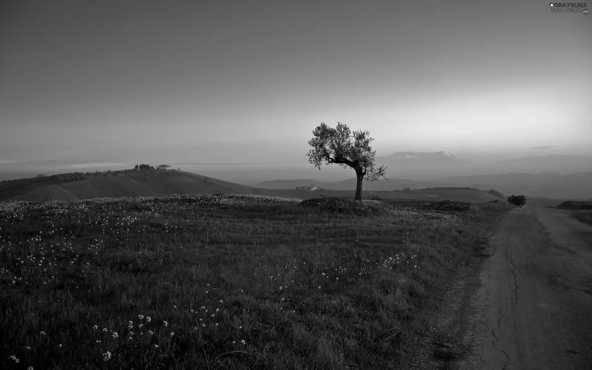 Way, hills, Meadow, trees