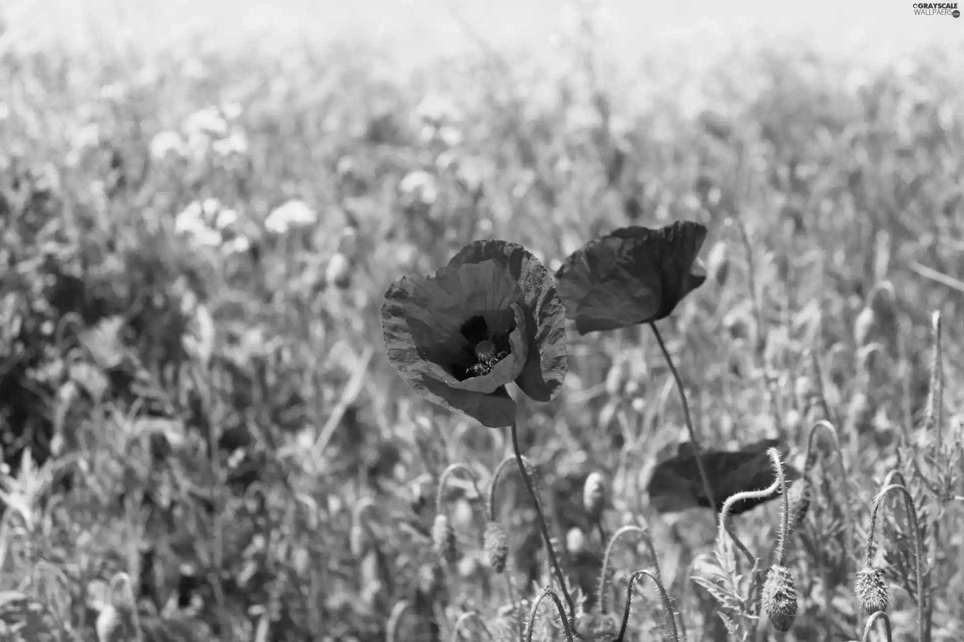 red weed, Flowers, Meadow