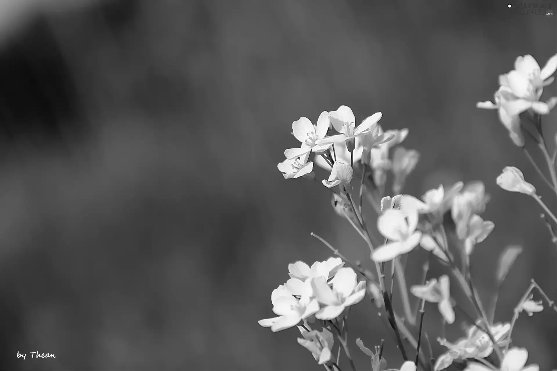 White, an, meadow, Flowers