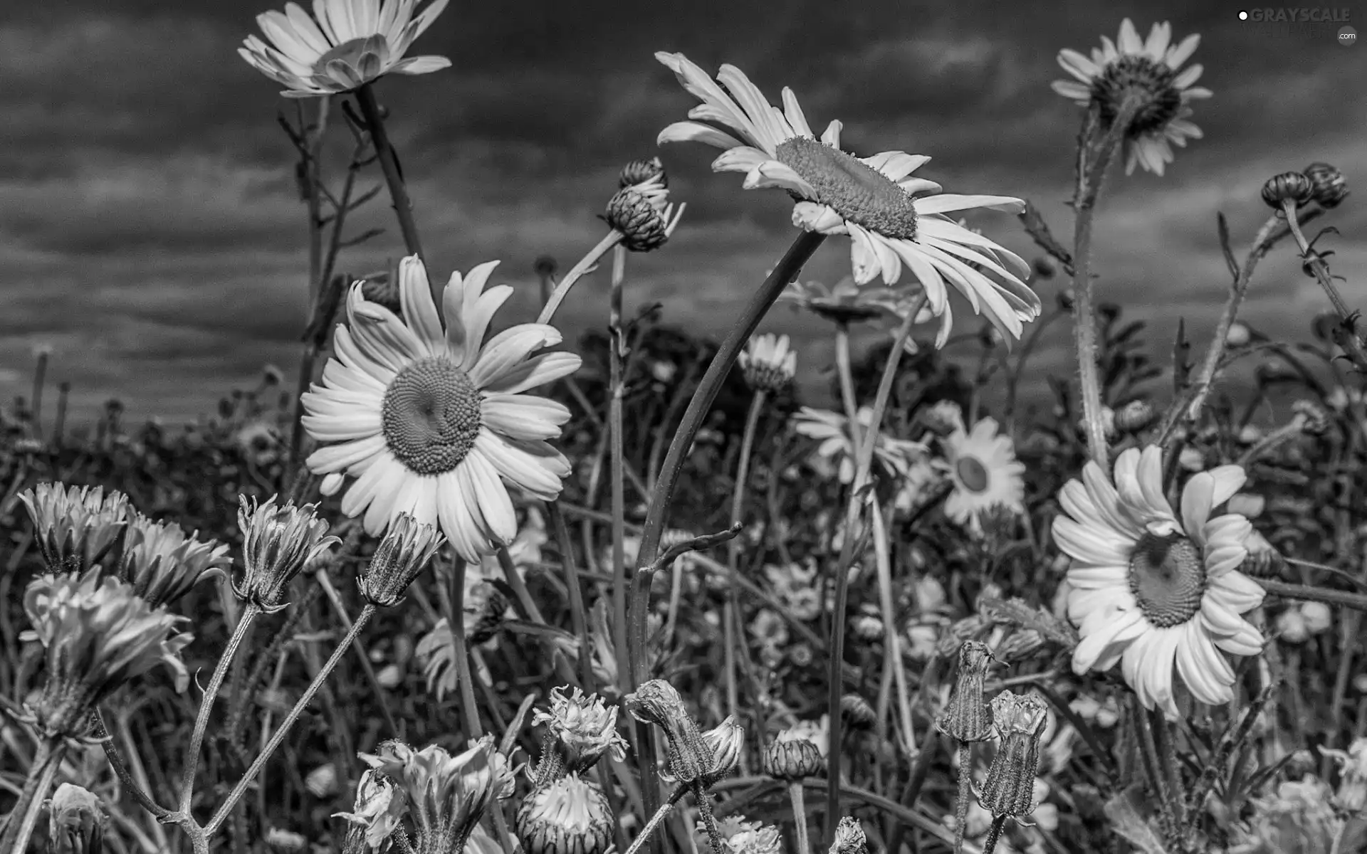 Meadow, daisy, Flowers, clouds, White