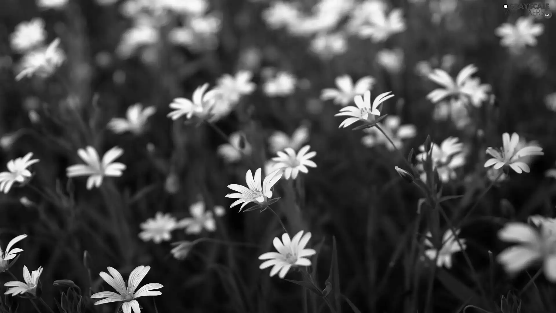 White, flowers, Meadow, Wildflowers