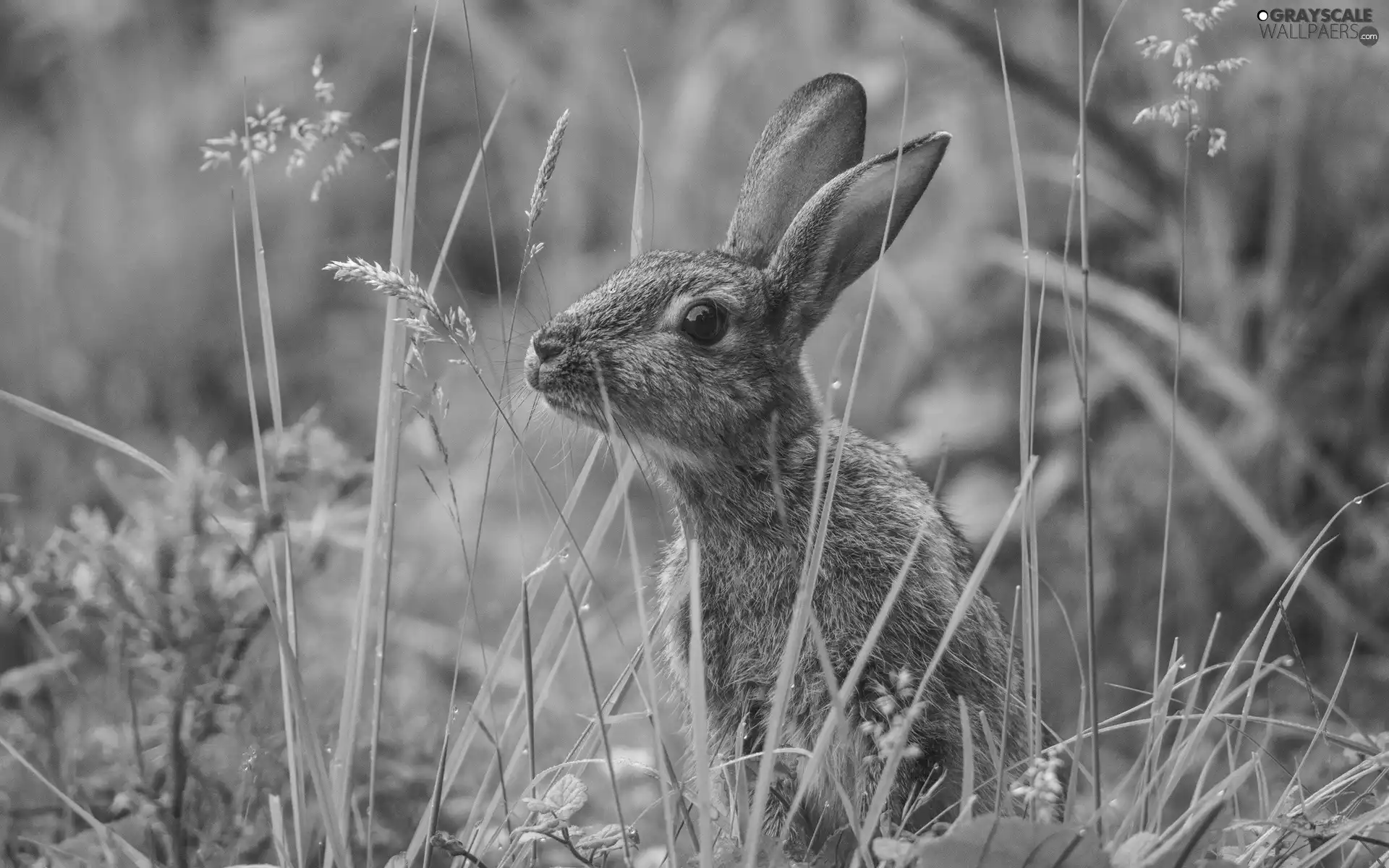 grass, Wild Rabbit, Meadow