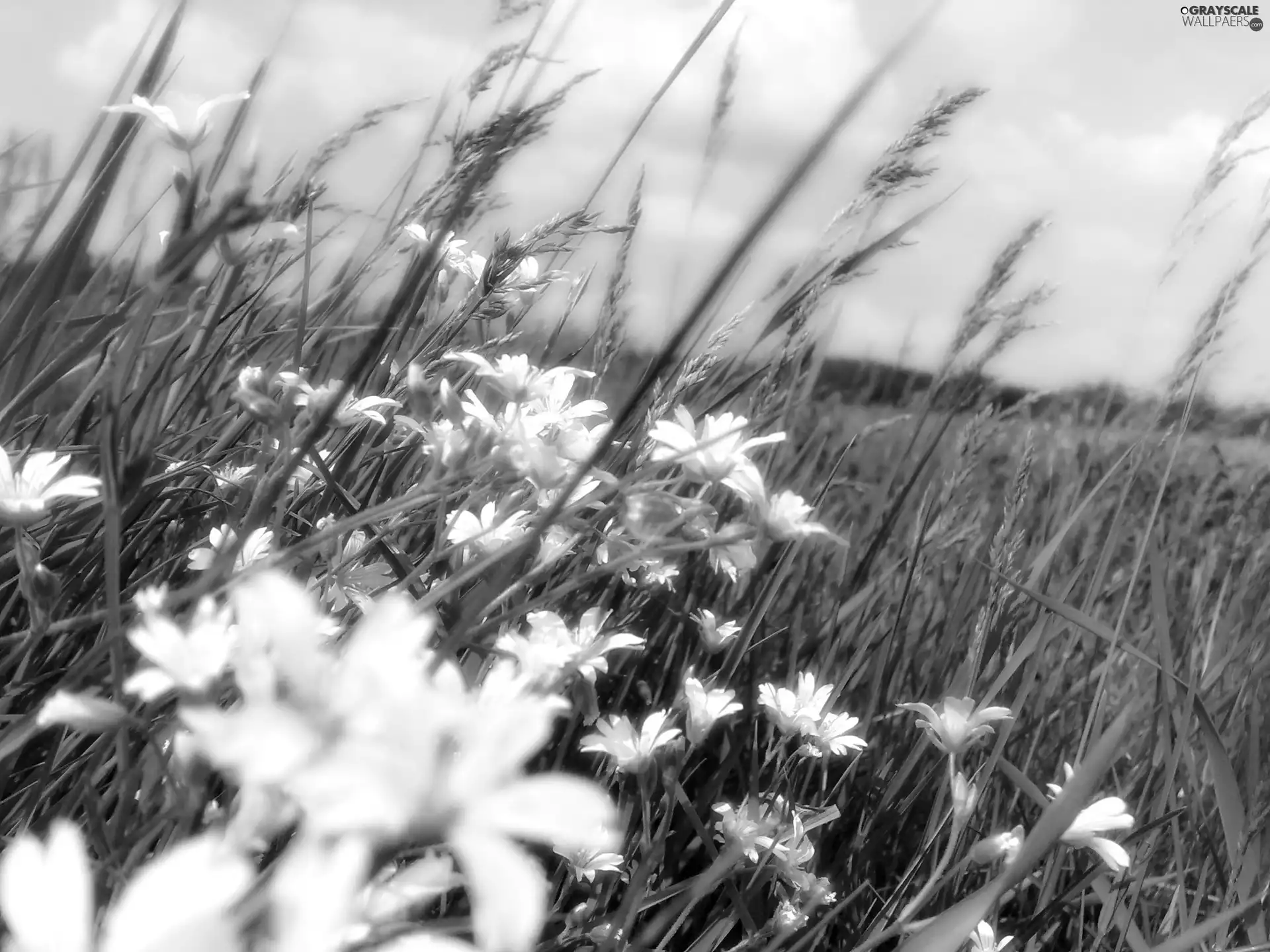 Meadow, Flowers, Wildflowers