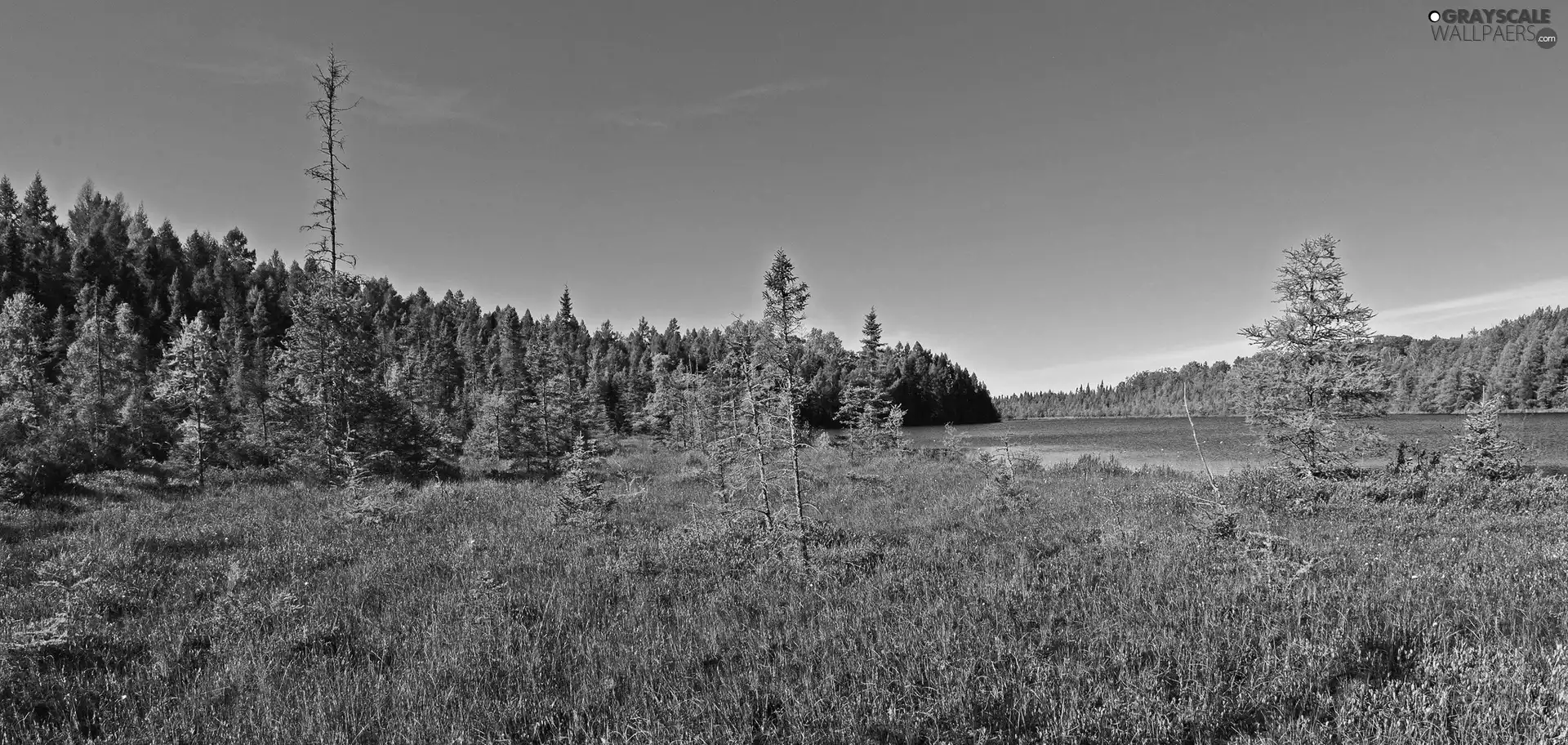 Meadow, lake, woods