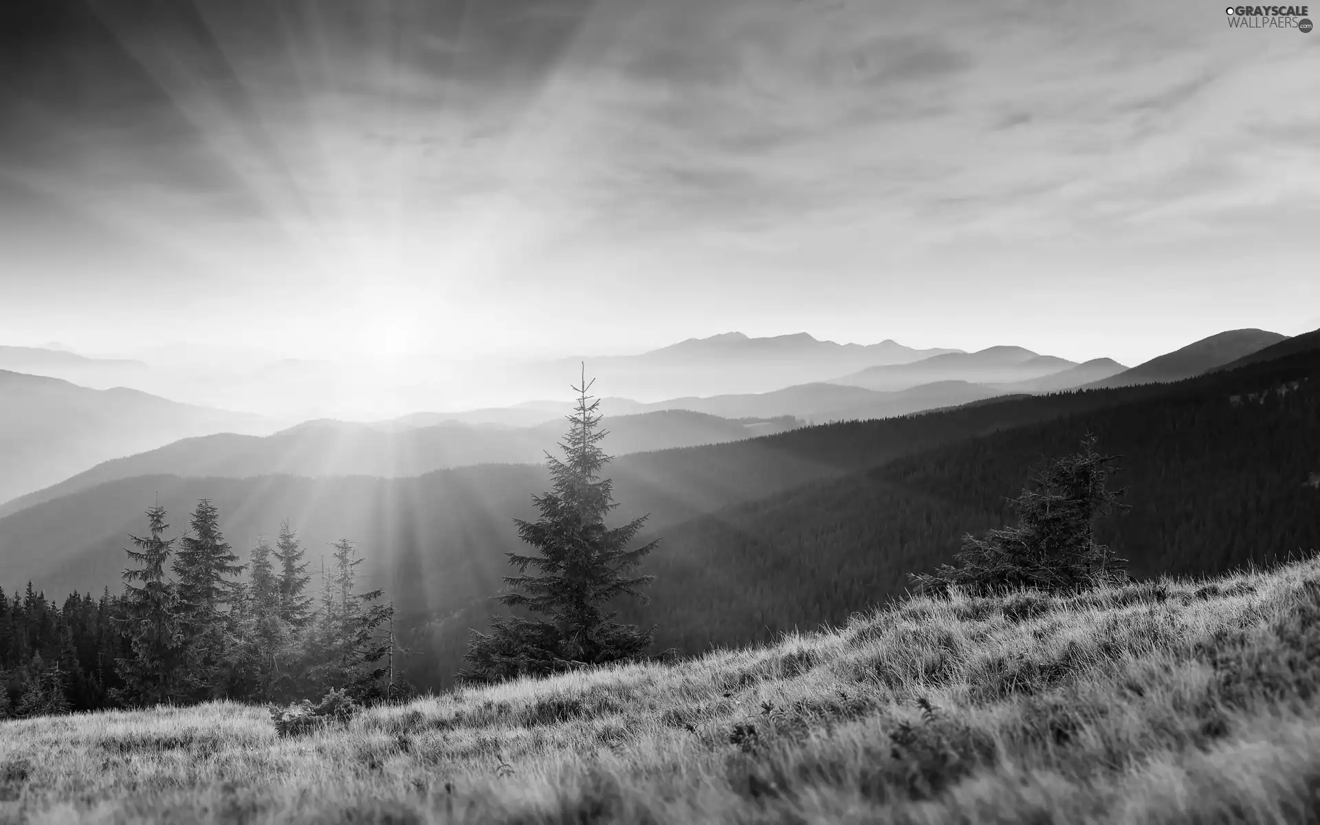 Meadow, Mountains, woods