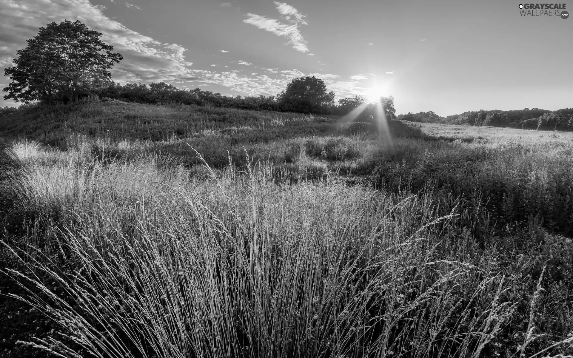 trees, The Hills, medows, grass, viewes, Sunrise