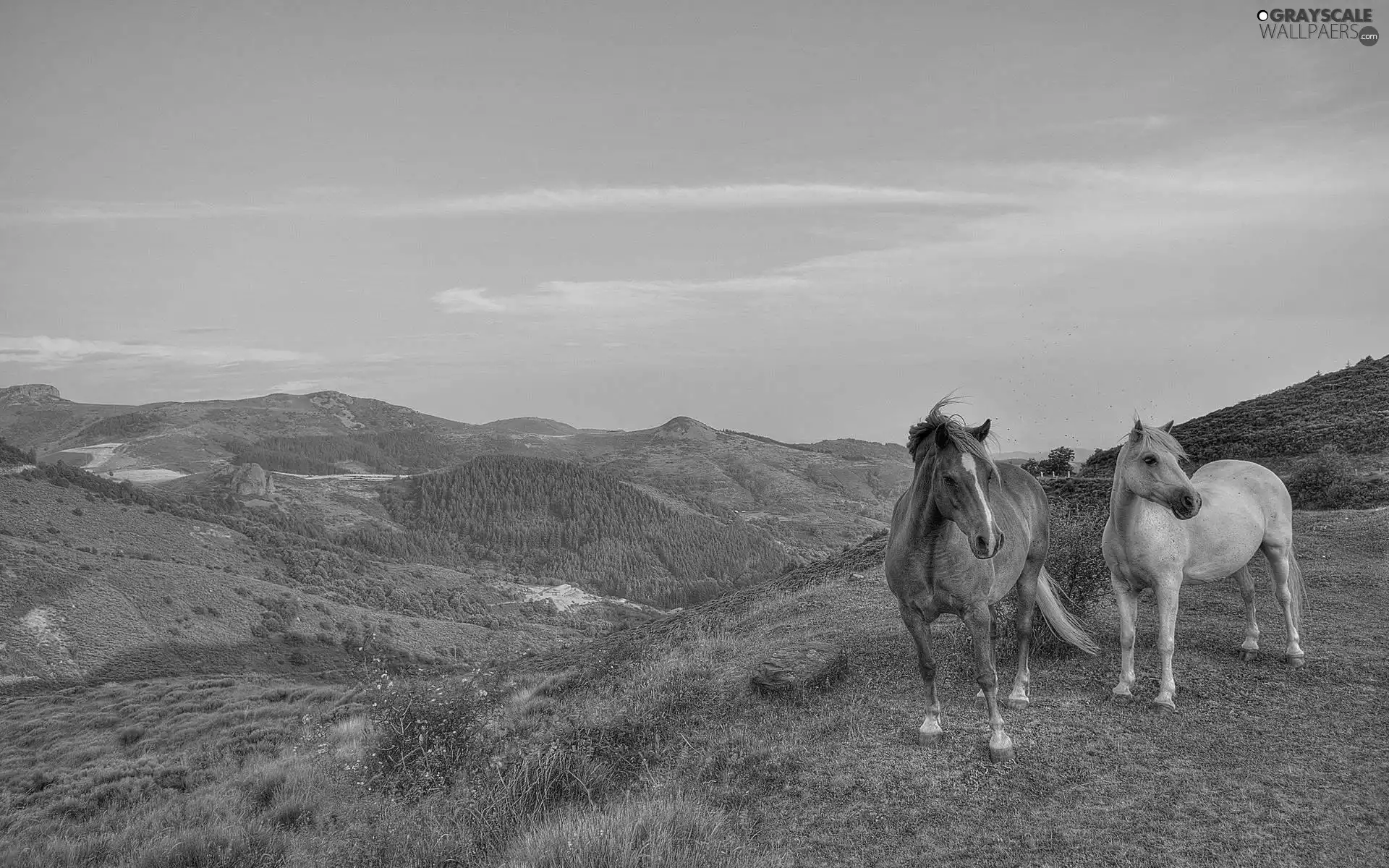 medows, bloodstock, Mountains