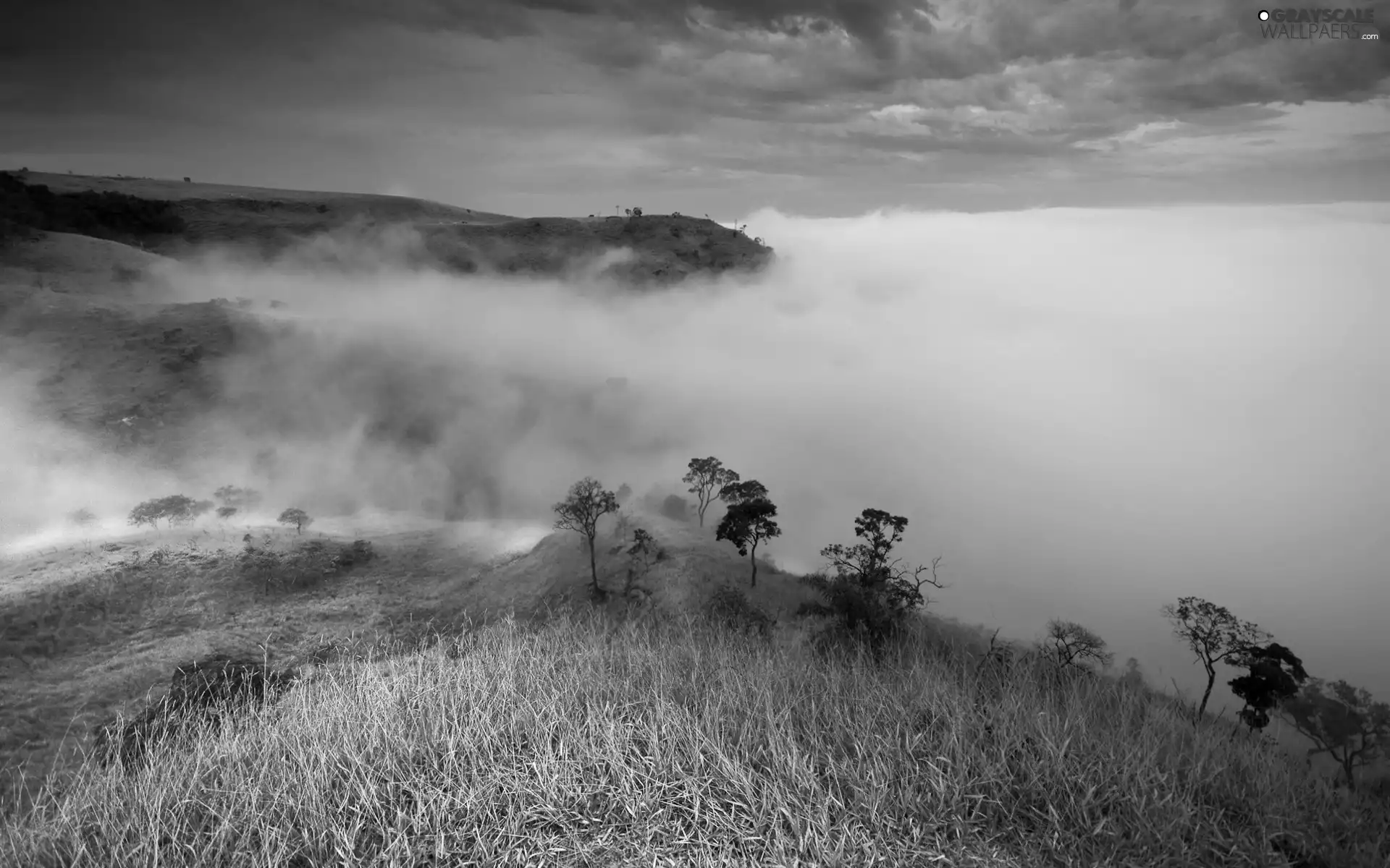 medows, Fog, Mountains