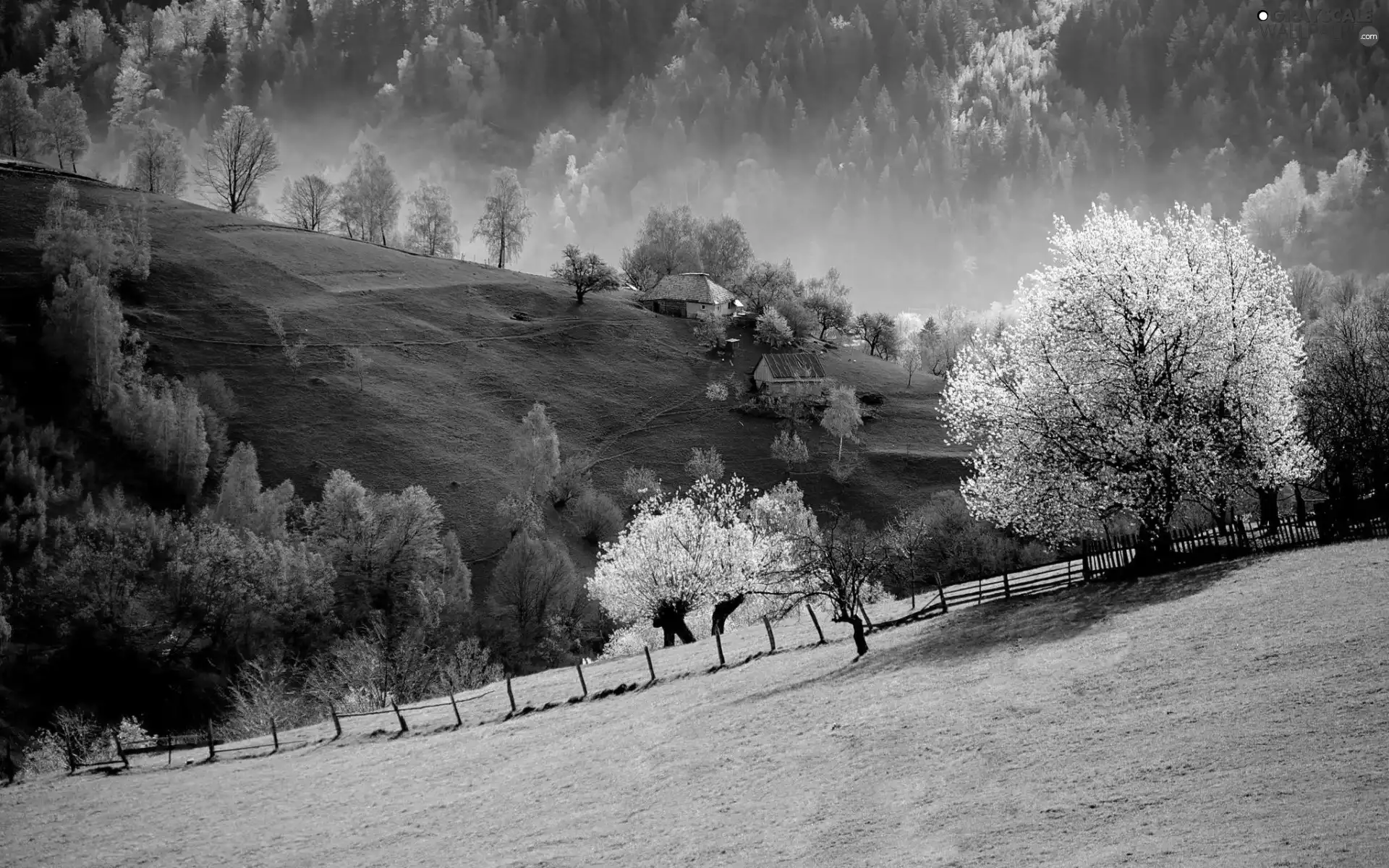 woods, Mountains, medows, Houses, country, Slovenia, trees, viewes, flourishing