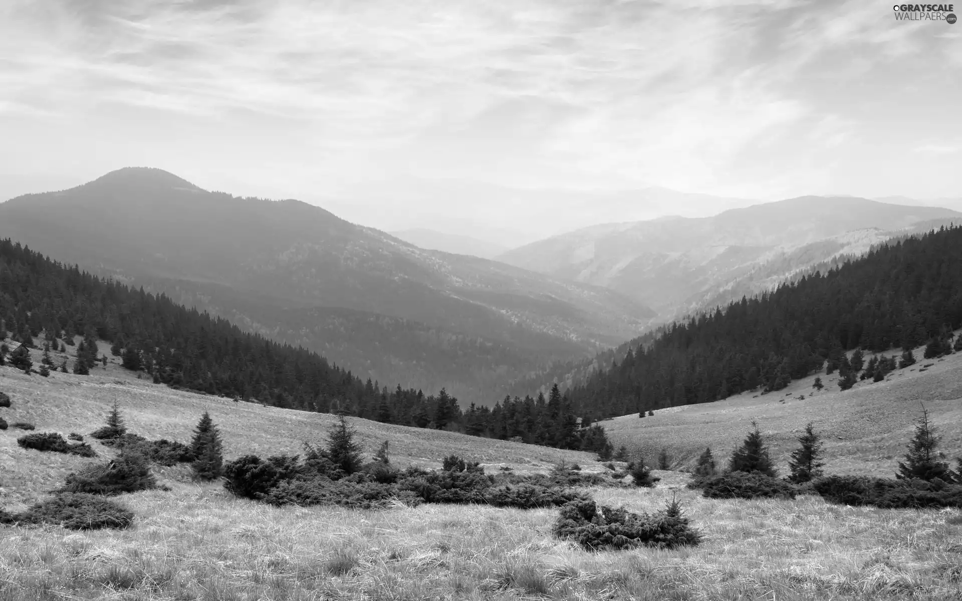 medows, Mountains, woods