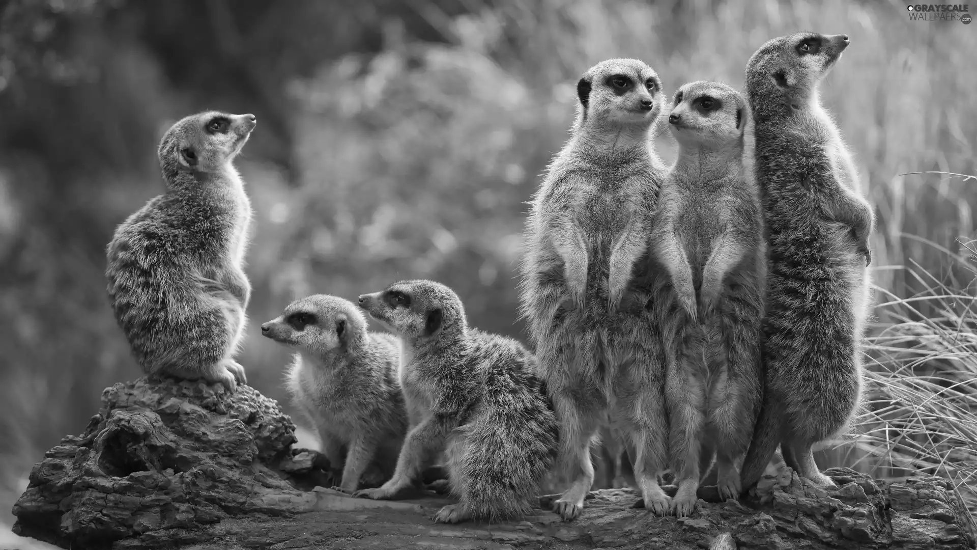Meerkats, seating, standing