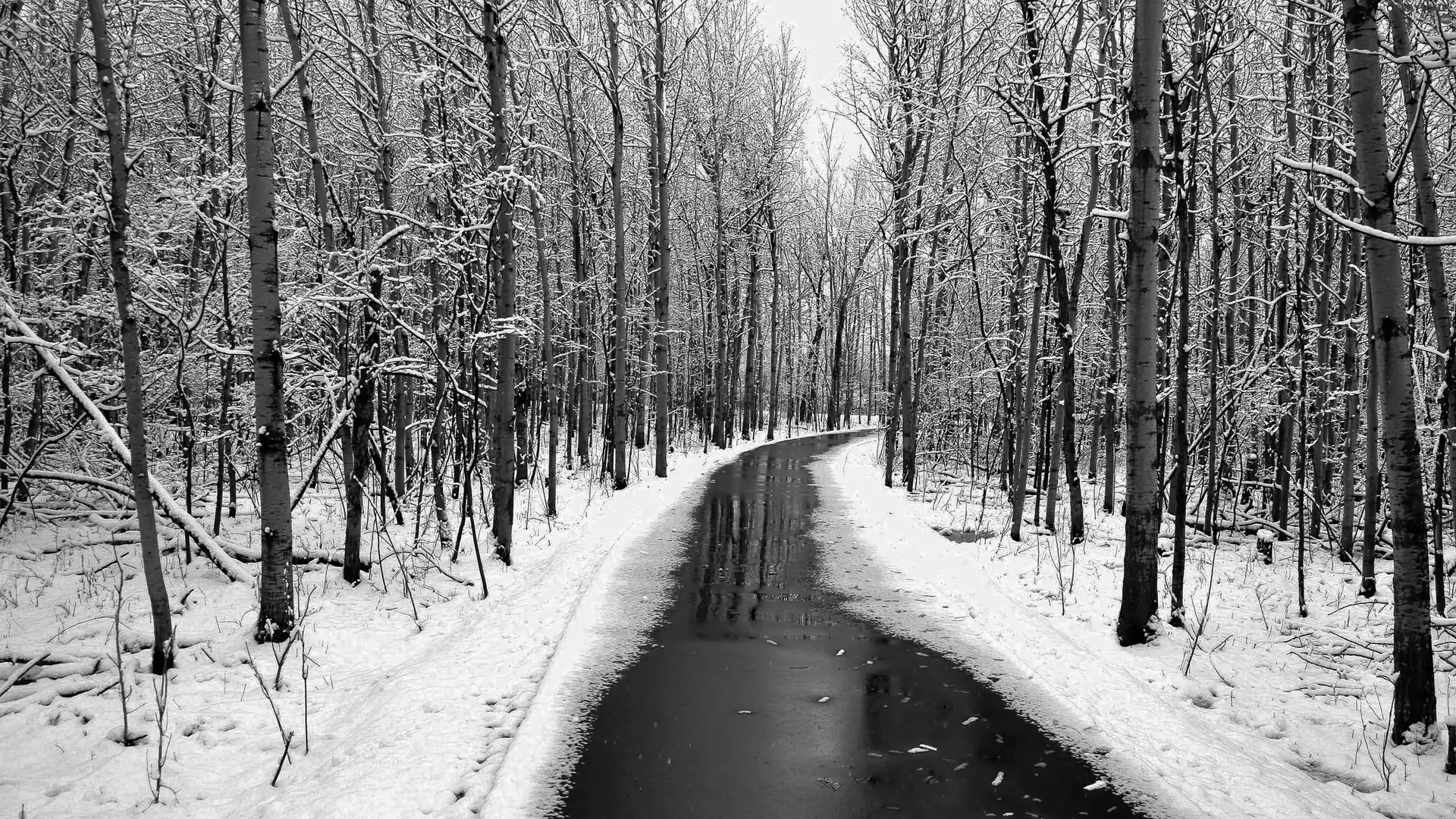 melting, snow, forest, Way, winter