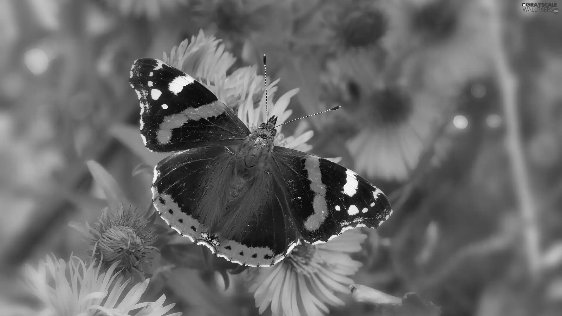 Mermaid Admiral, butterfly