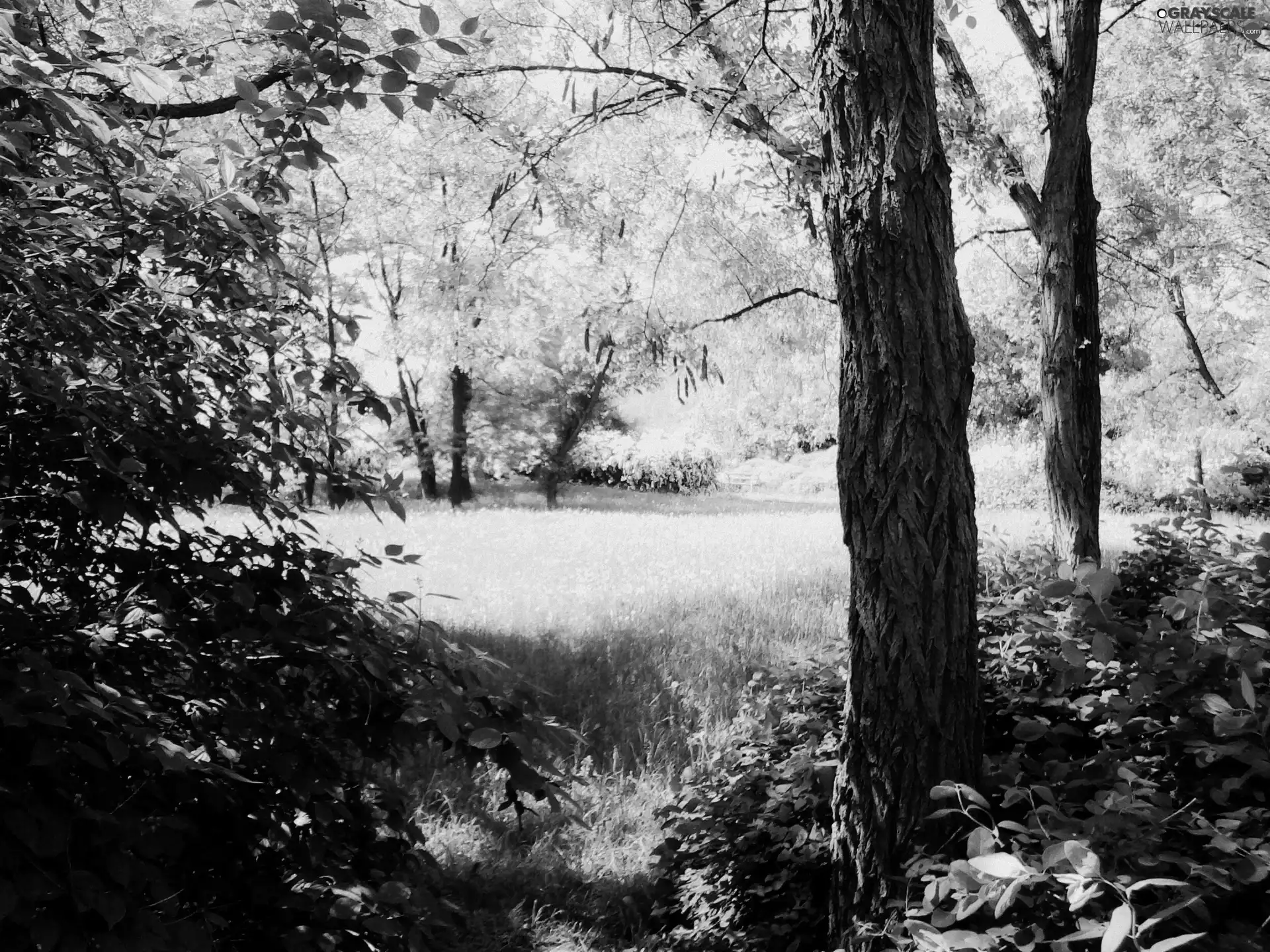 Park, Warsaw, viewes, metropolis, Park Small farmhouse, trees, grass