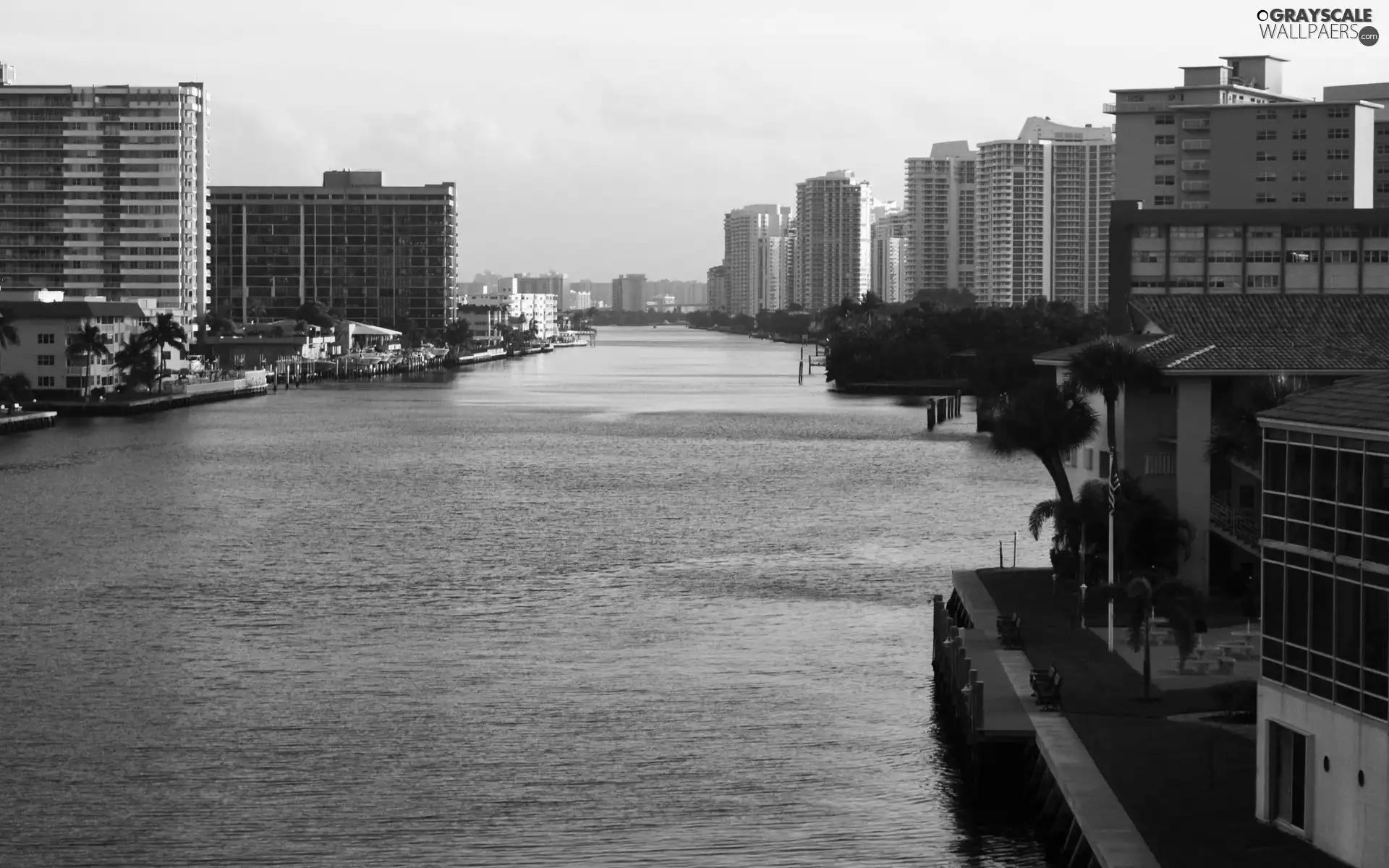 trees, River, Miami, Floryda, viewes, skyscrapers