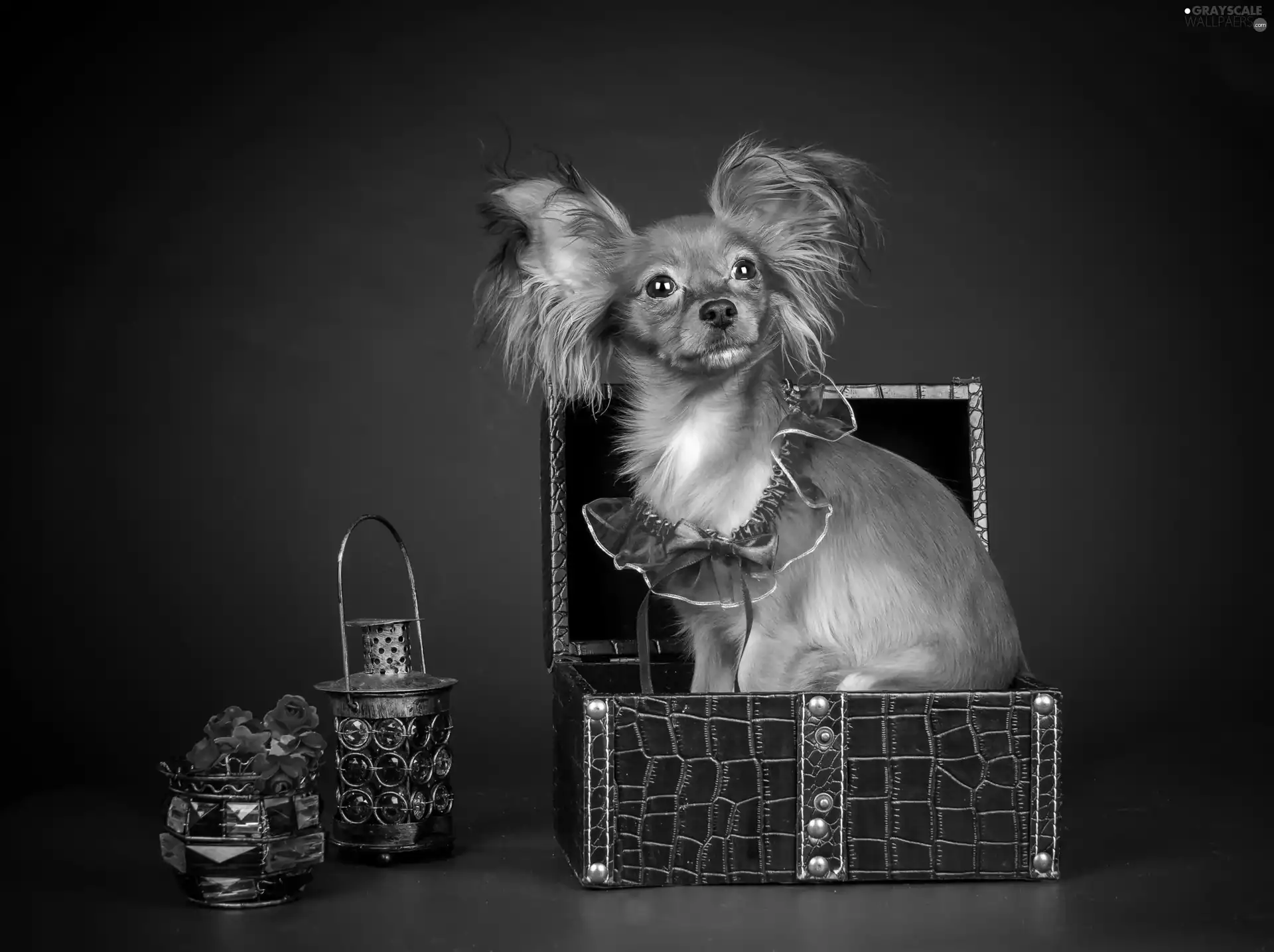 Miniature Continental Toy Spaniel Papillon, ginger, doggy