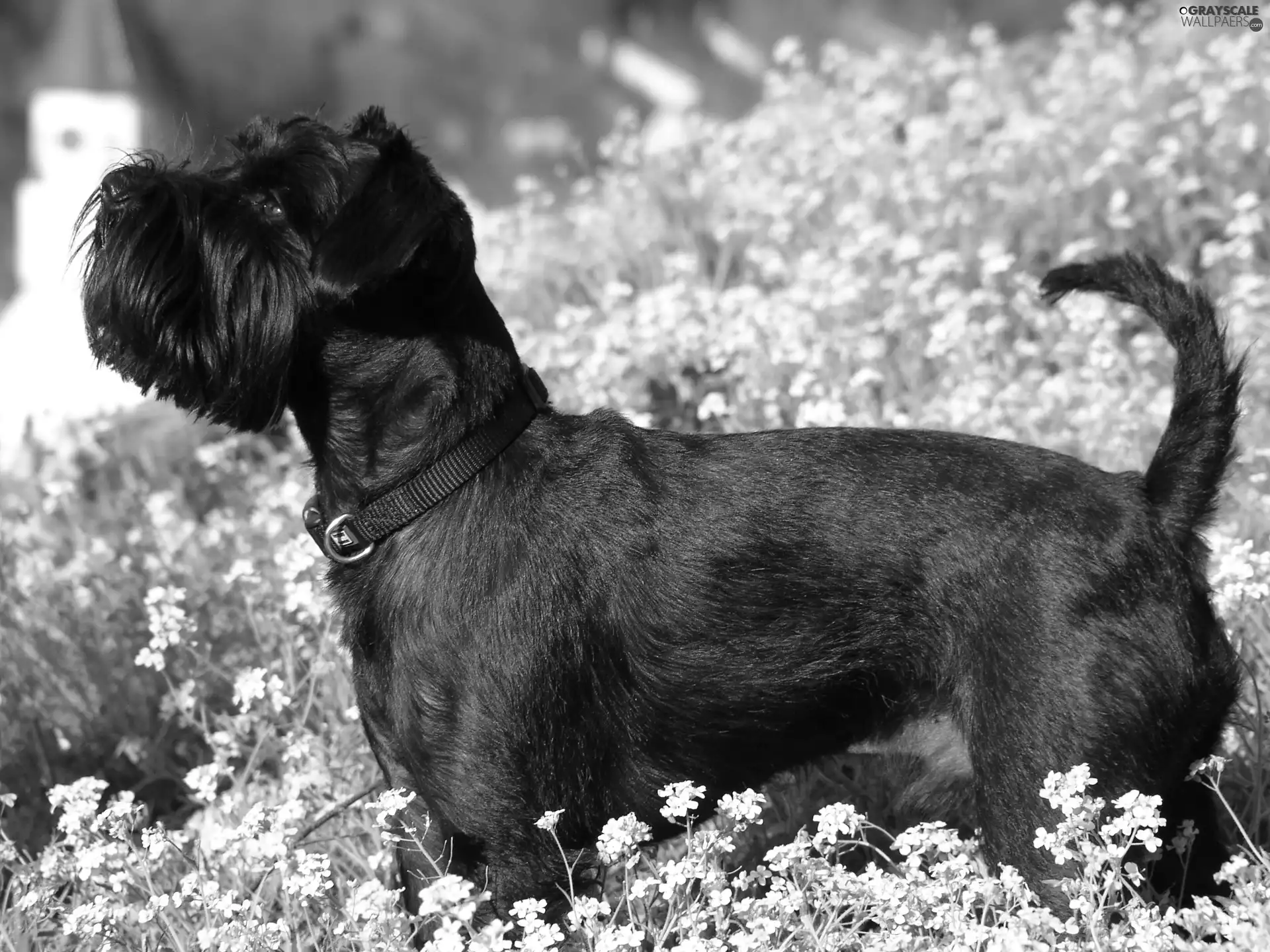 Flowers, Black, miniature Schnauzer