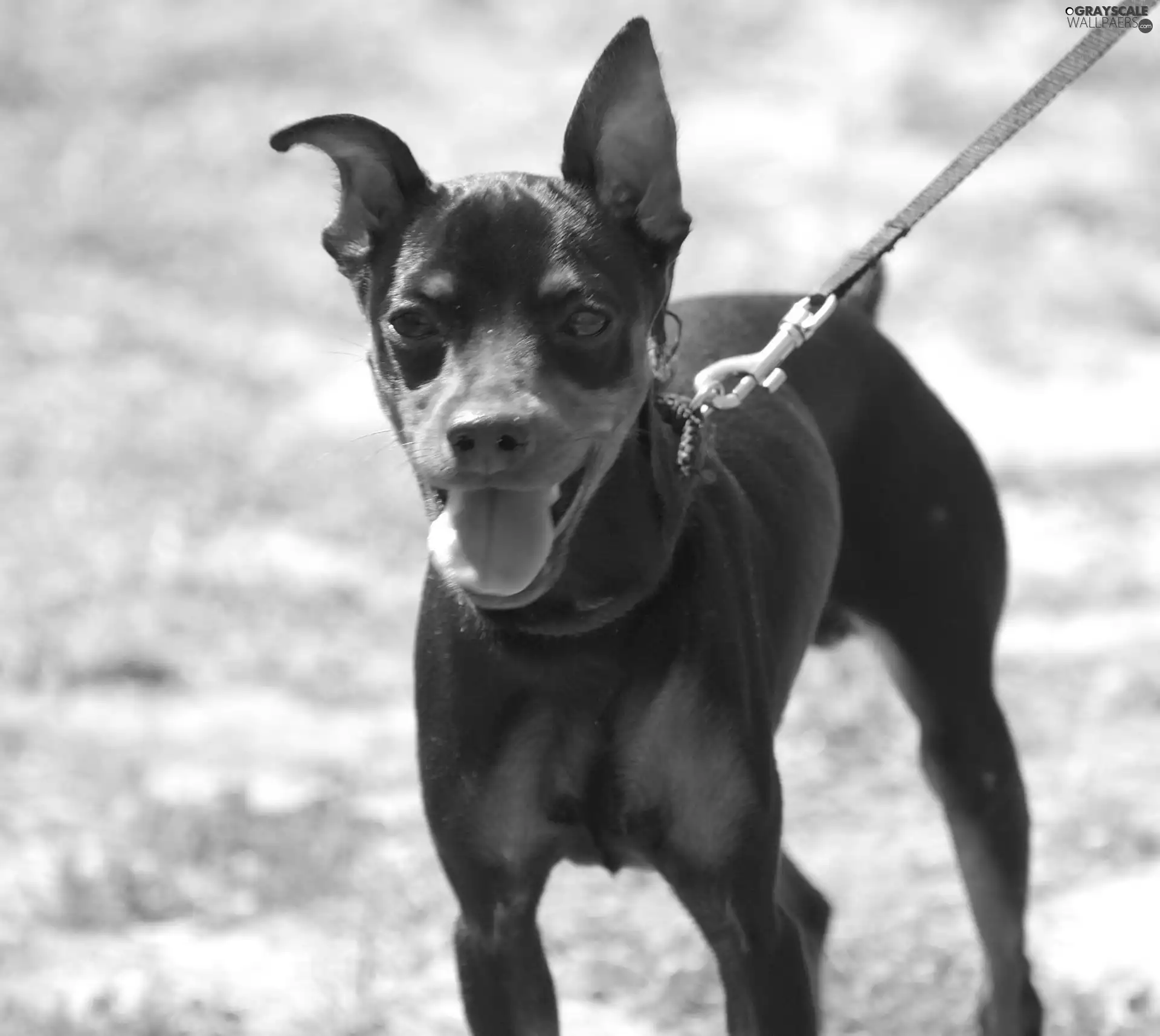 miniature Pinscher, Leash