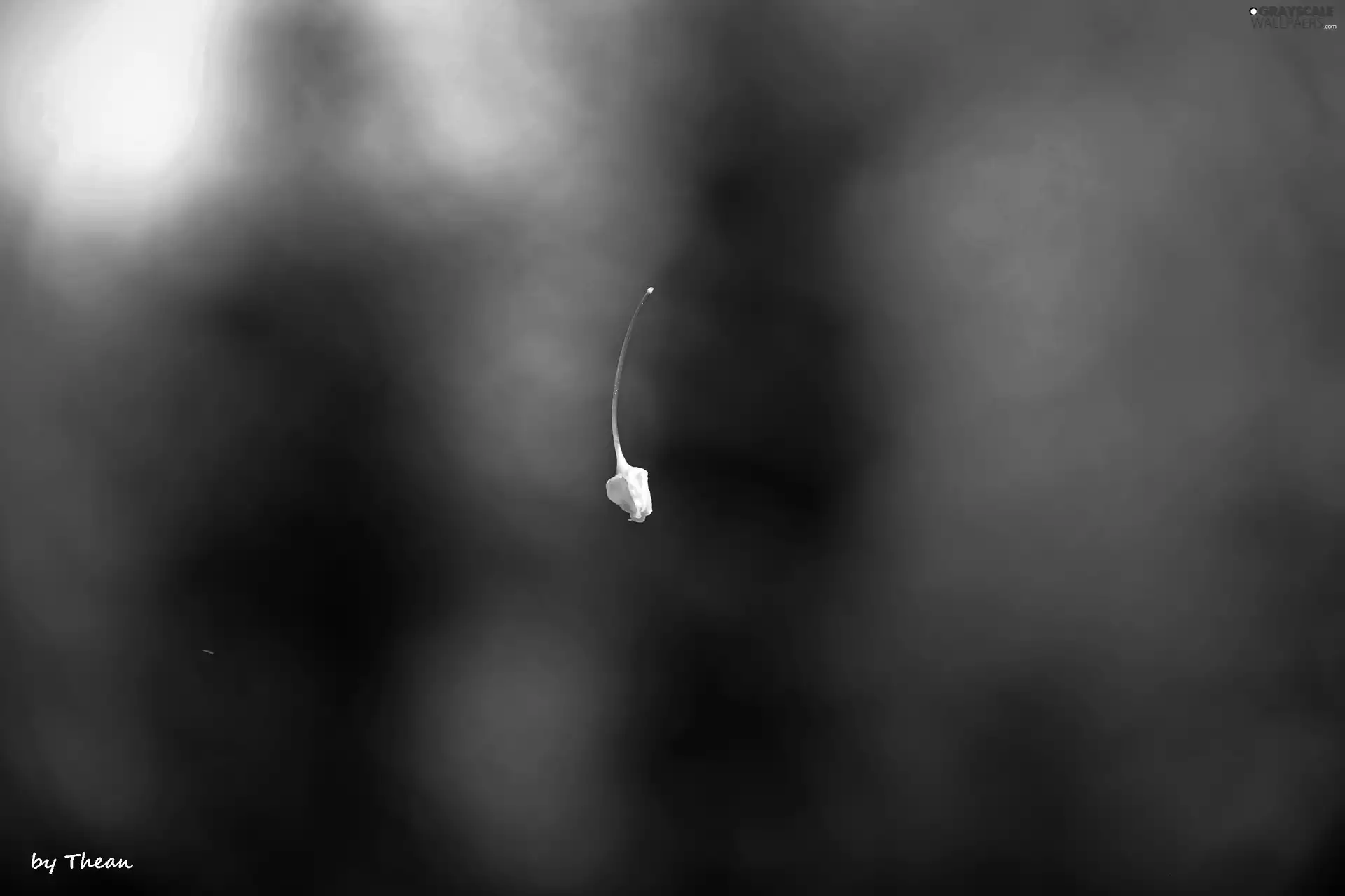 seed, Locie, Minimalism, ##