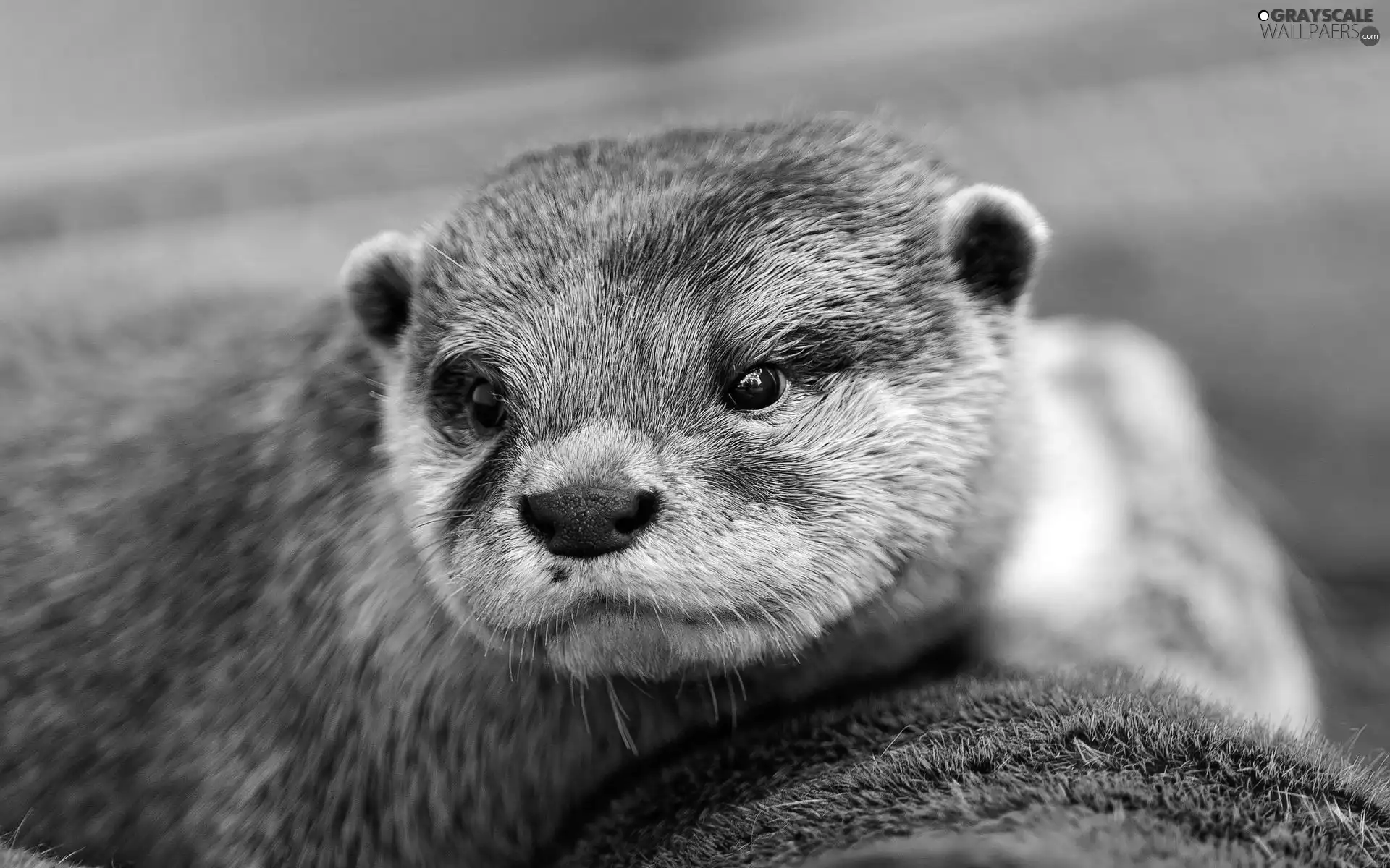 mink