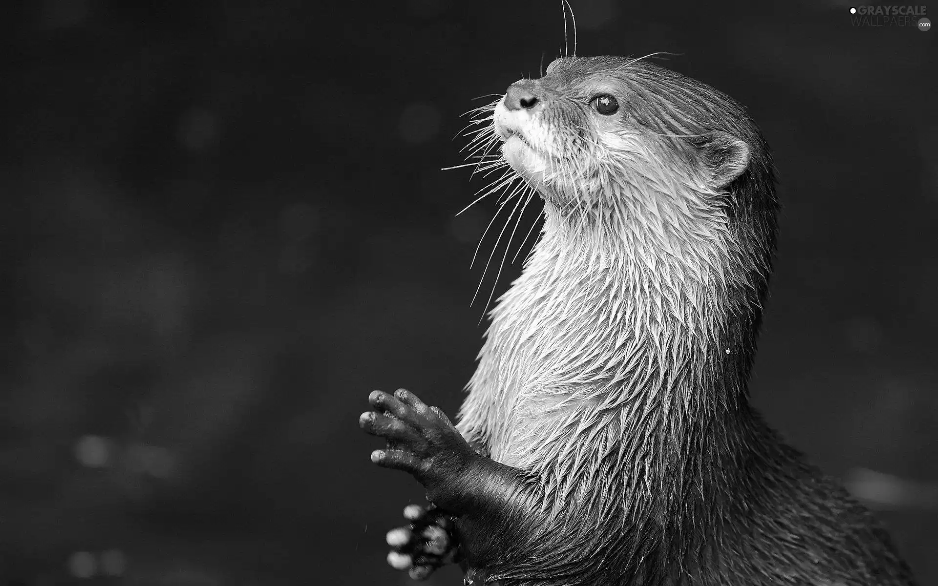 mink