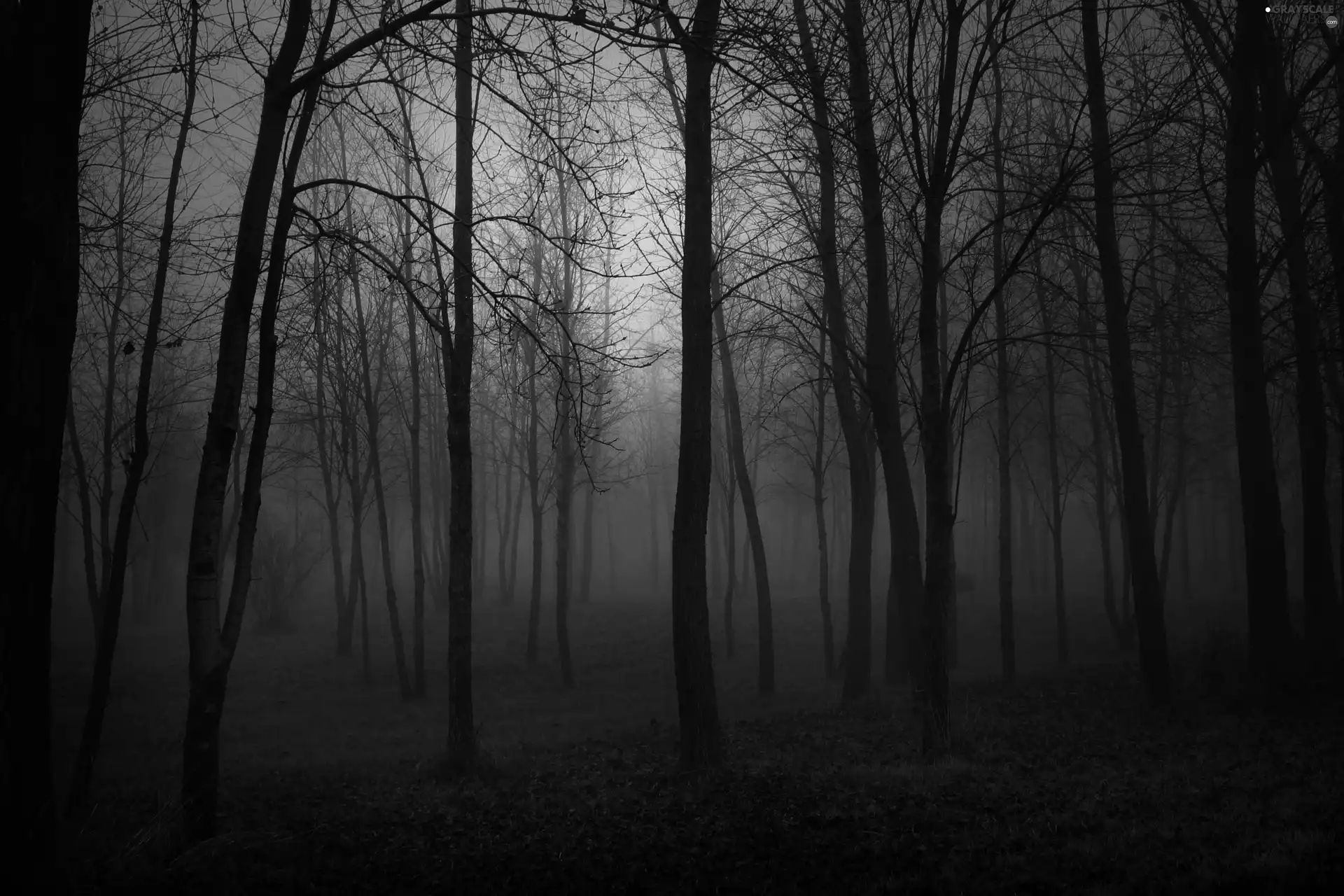 Leafless, We, mist, forest