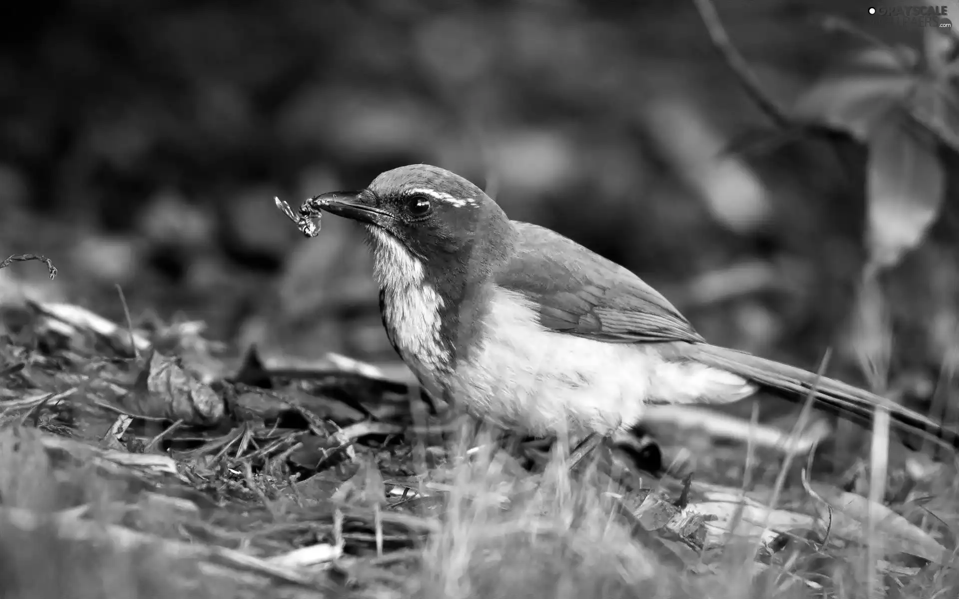 Bird, white, blue