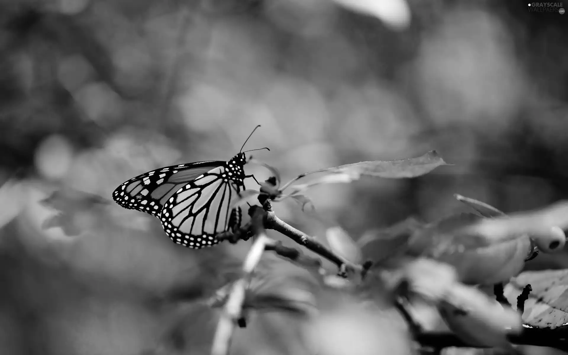 Monarch, twig, butterfly