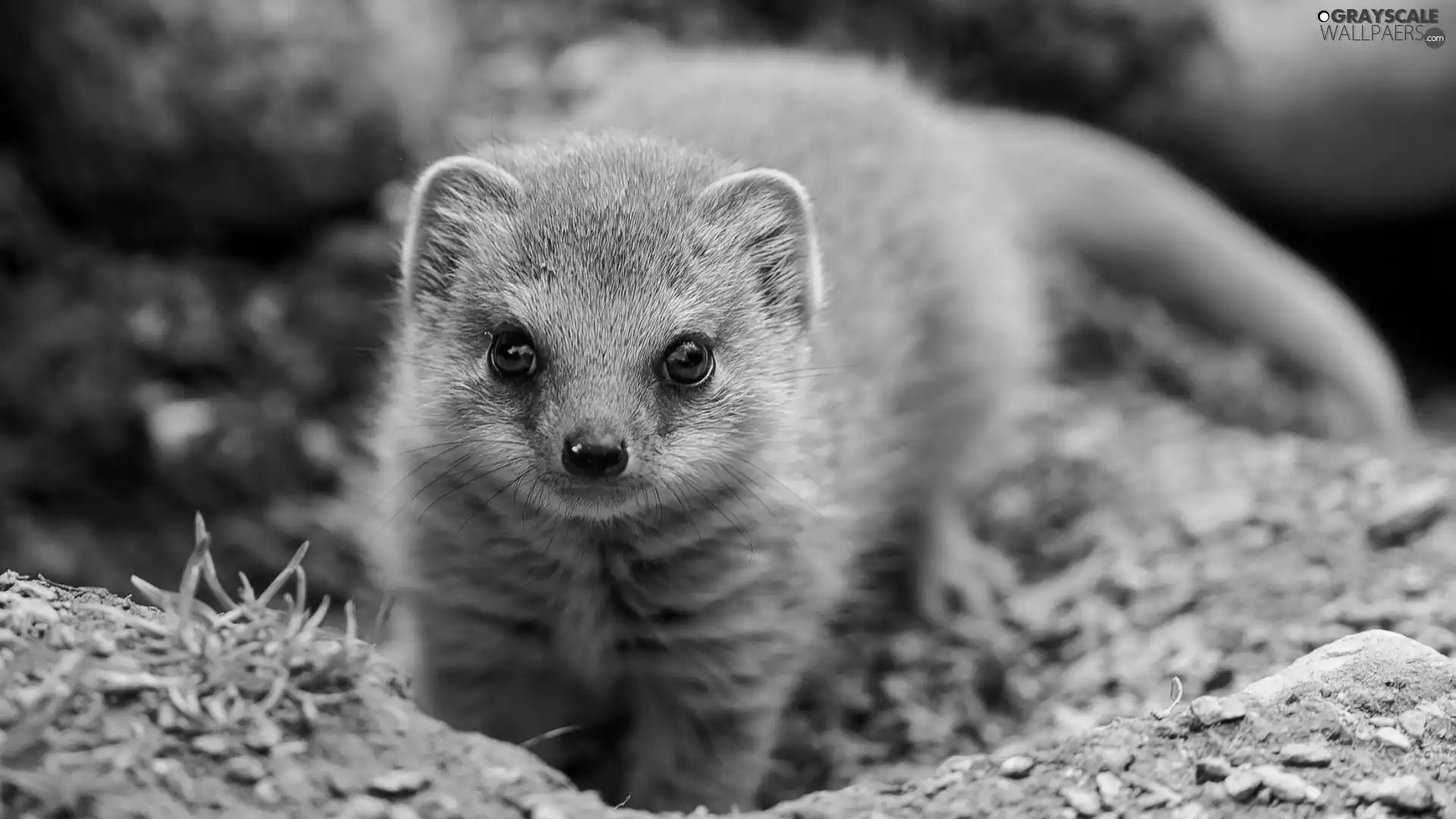 small, mongoose