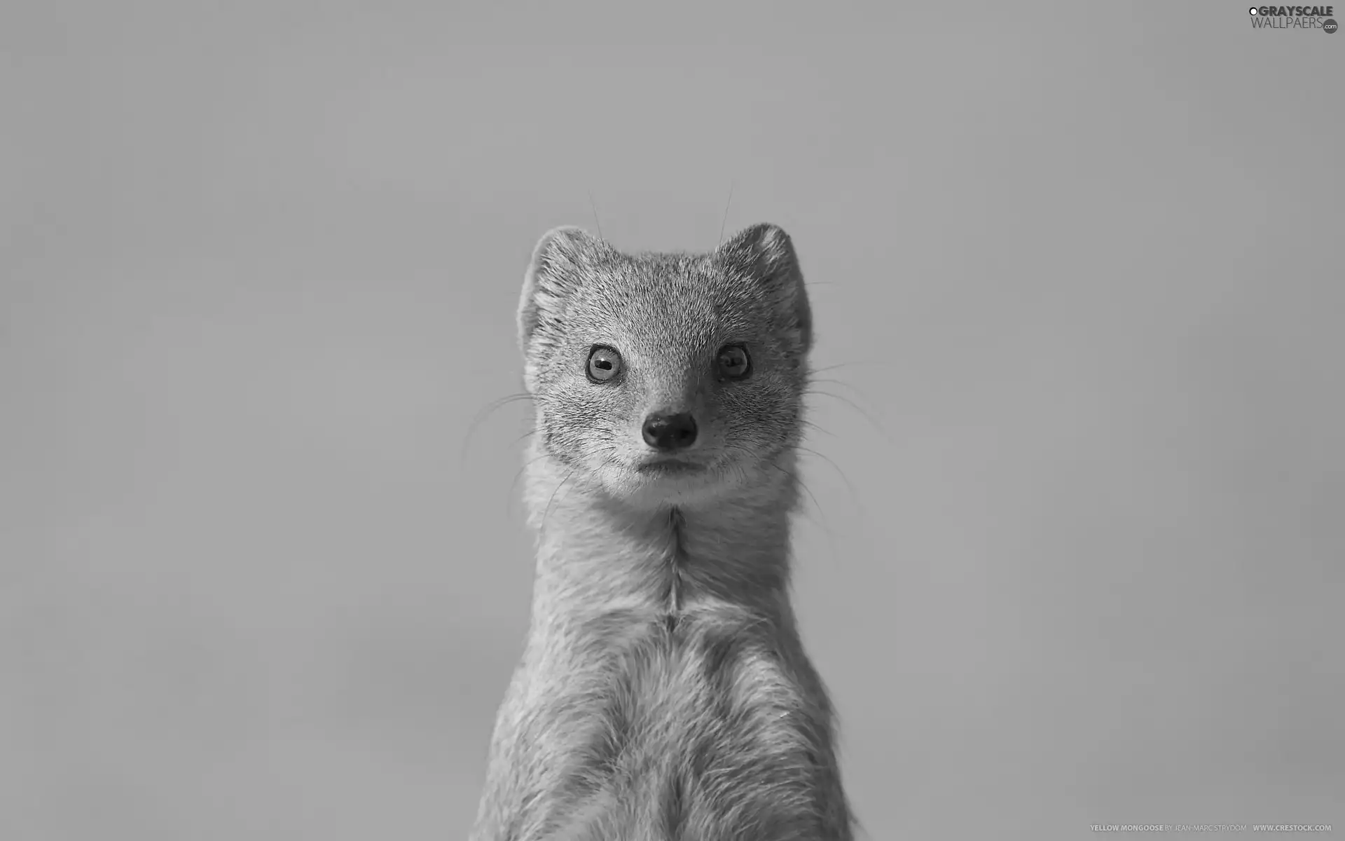mongoose
