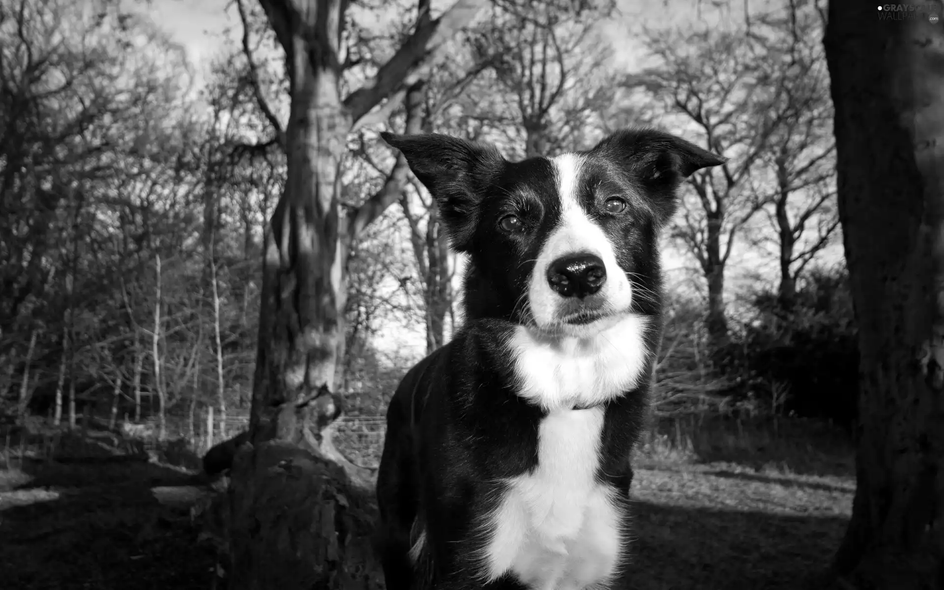 dog, white, Black