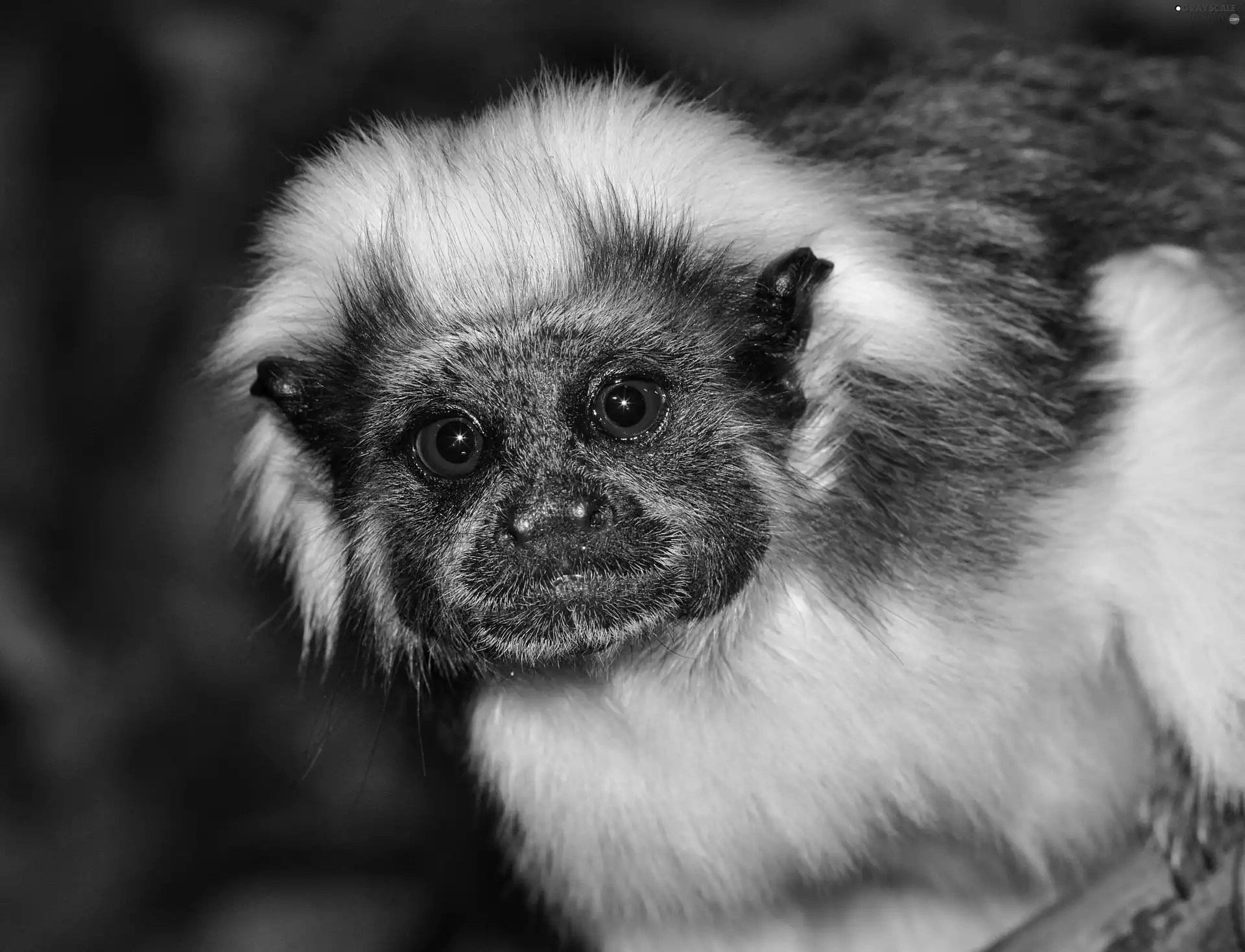 Monkey, tamarin, Białoczuba