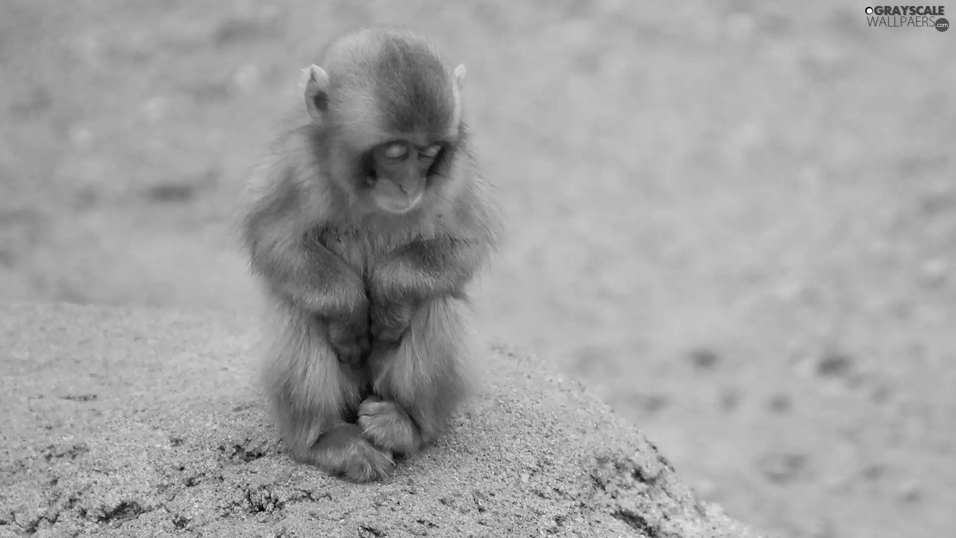 Monkey, sad, small