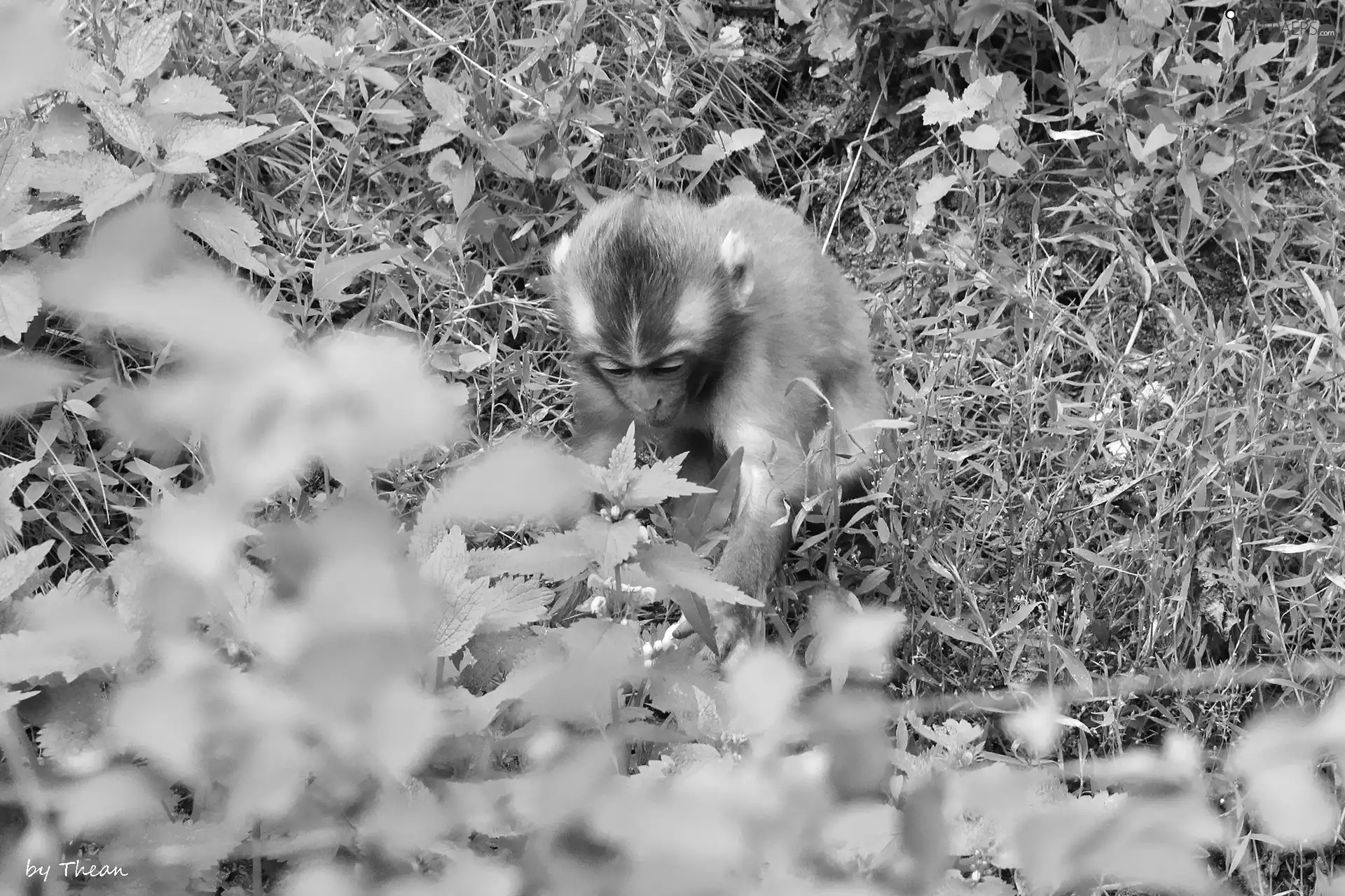 toque, young, Monkey, japanese