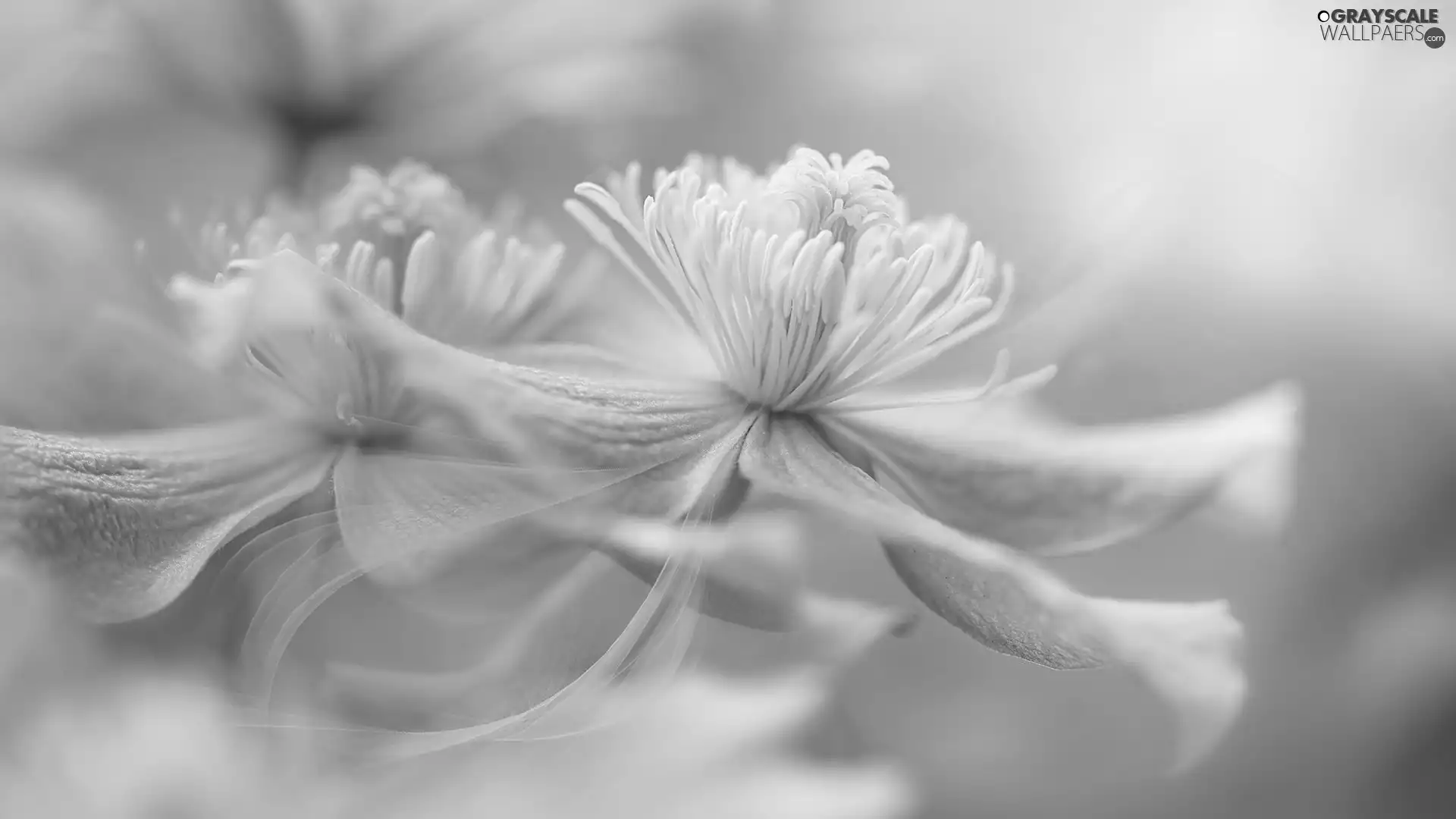 Clematis Montana, pale pink, Flowers