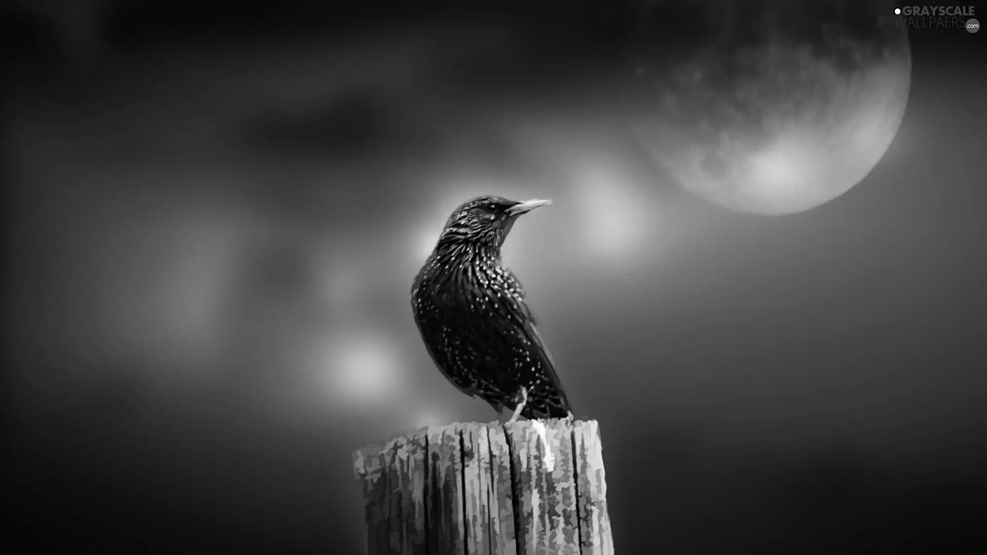 birds, starling, Moon, Black