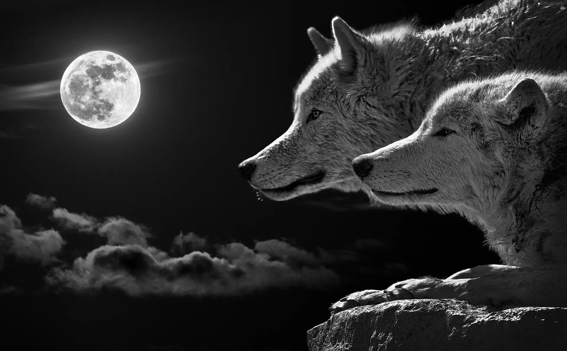 Two cars, Night, moon, wolves